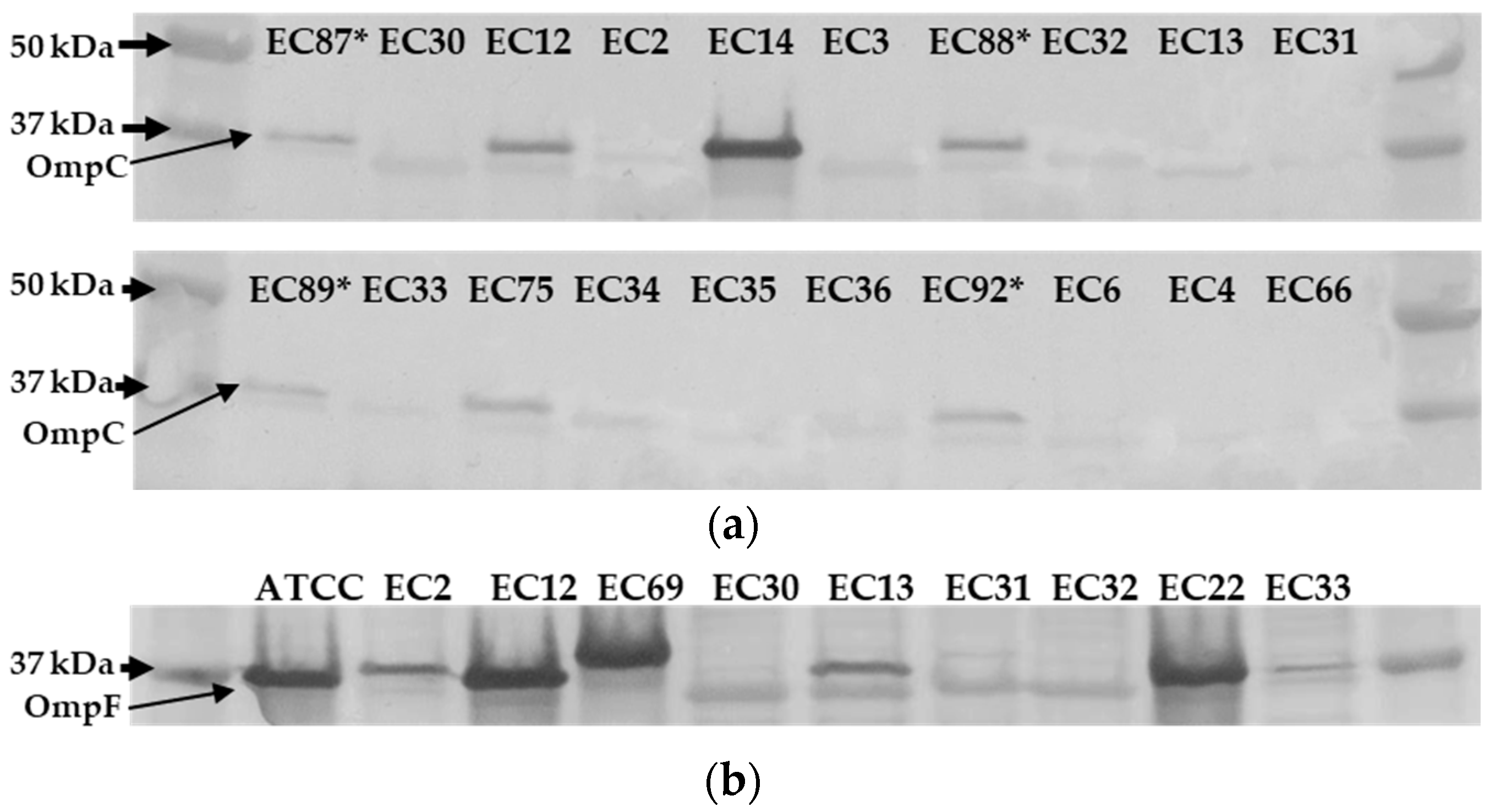 Antibiotics 13 00185 g003 Antibiotics 13 00185 g003