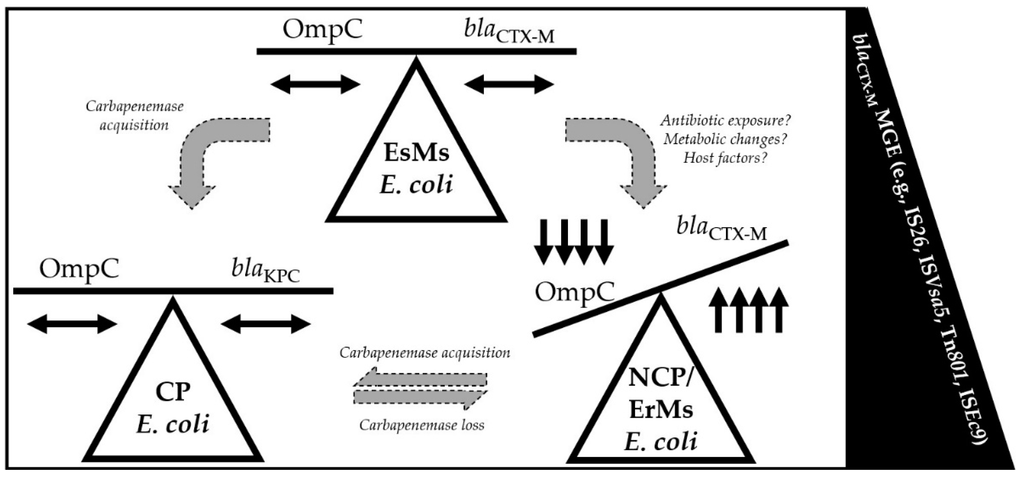 Antibiotics 13 00185 g004 Antibiotics 13 00185 g004