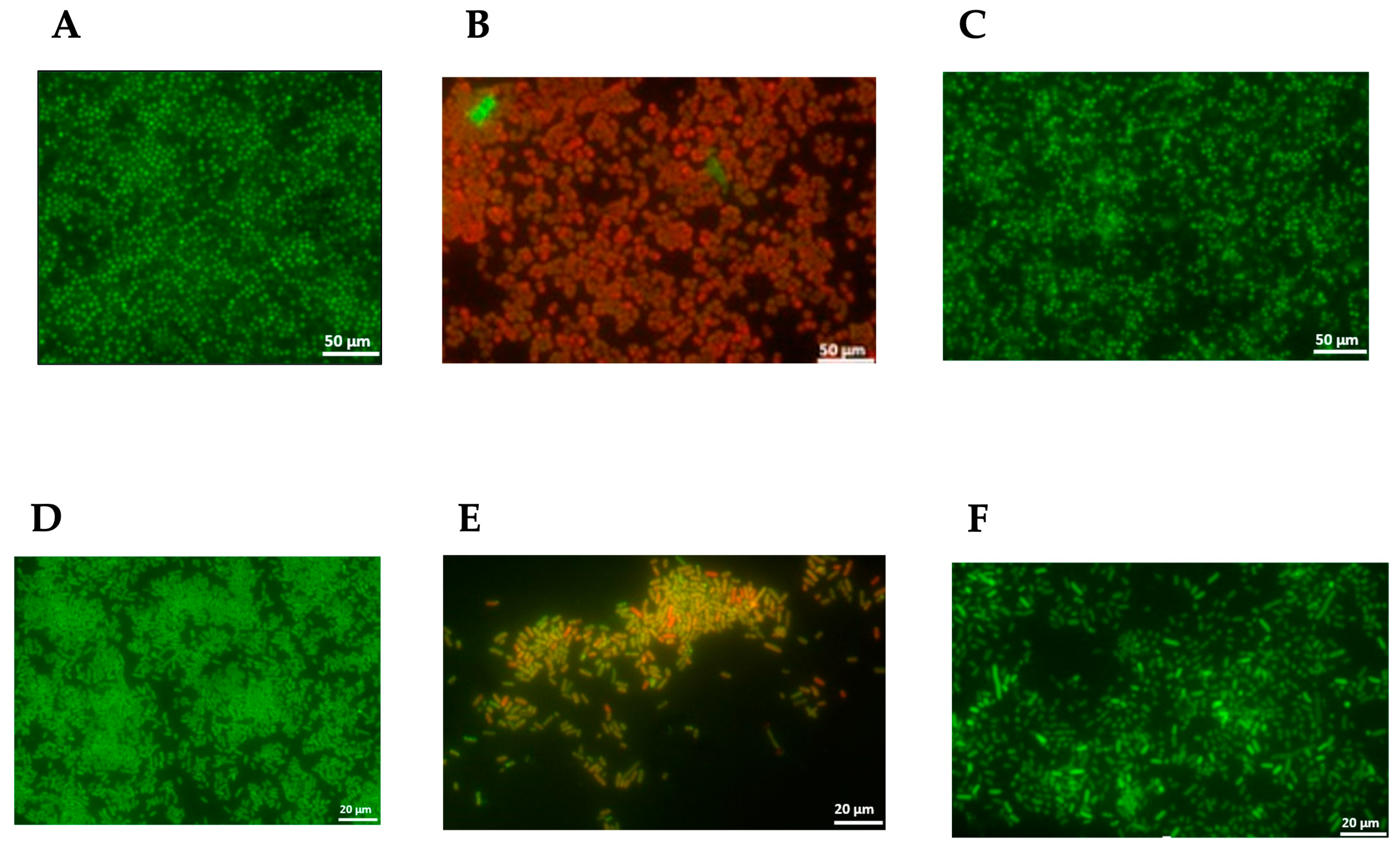Antibiotics 13 00230 g003
