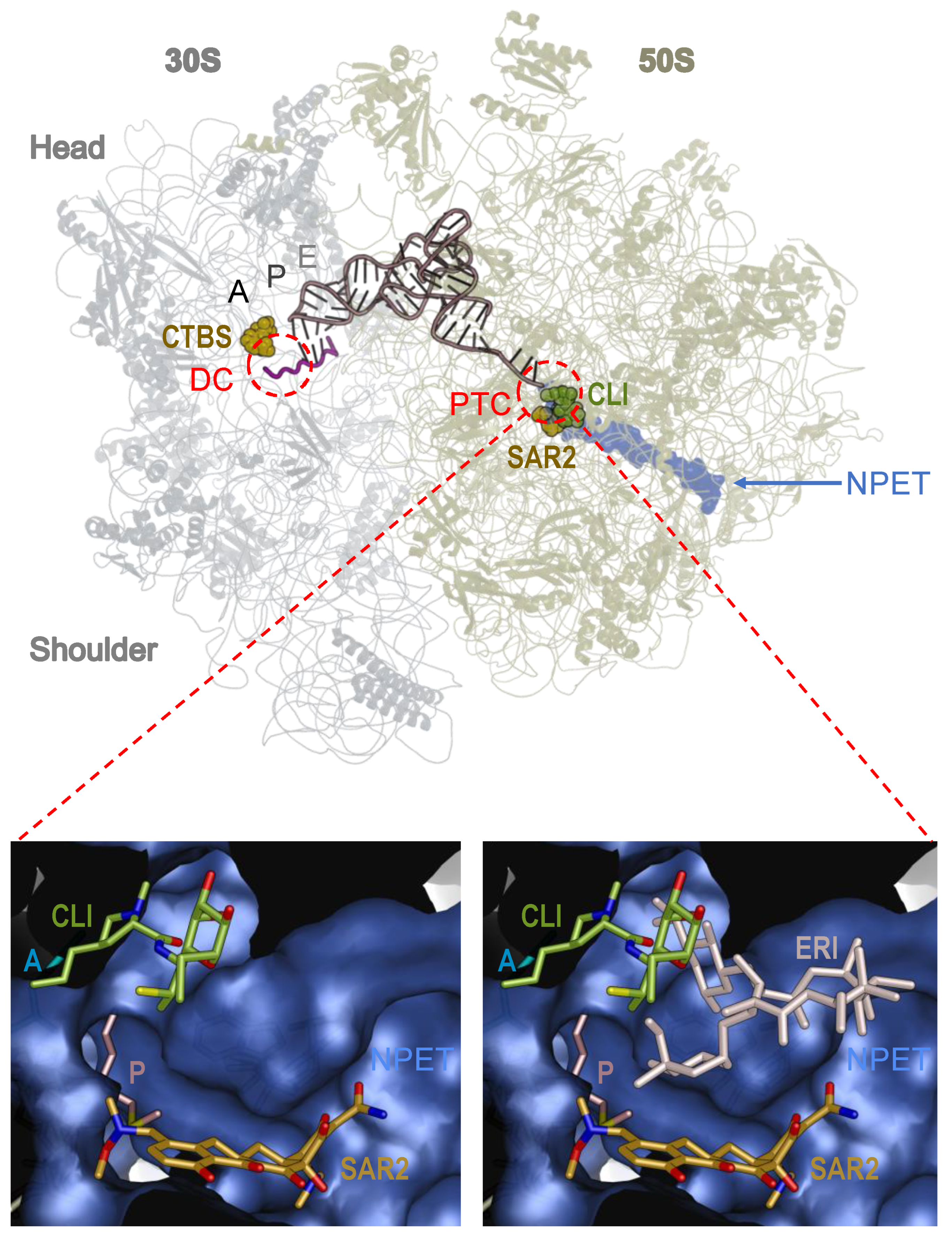Antibiotics 13 00270 g001