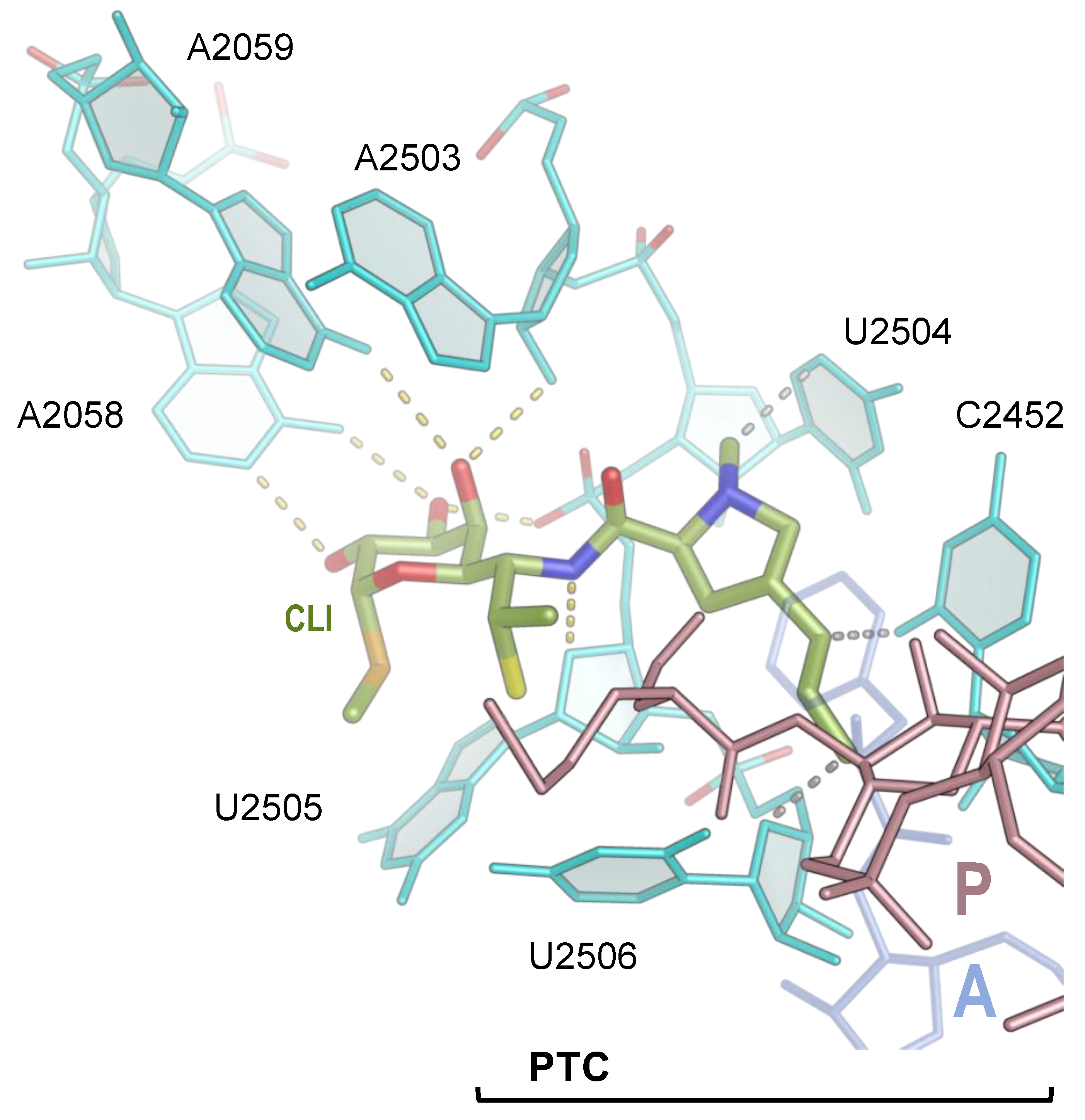 Antibiotics 13 00270 g002