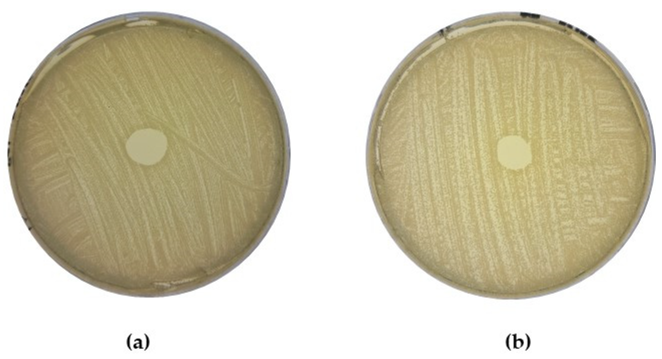 Antibiotics 13 00338 g009