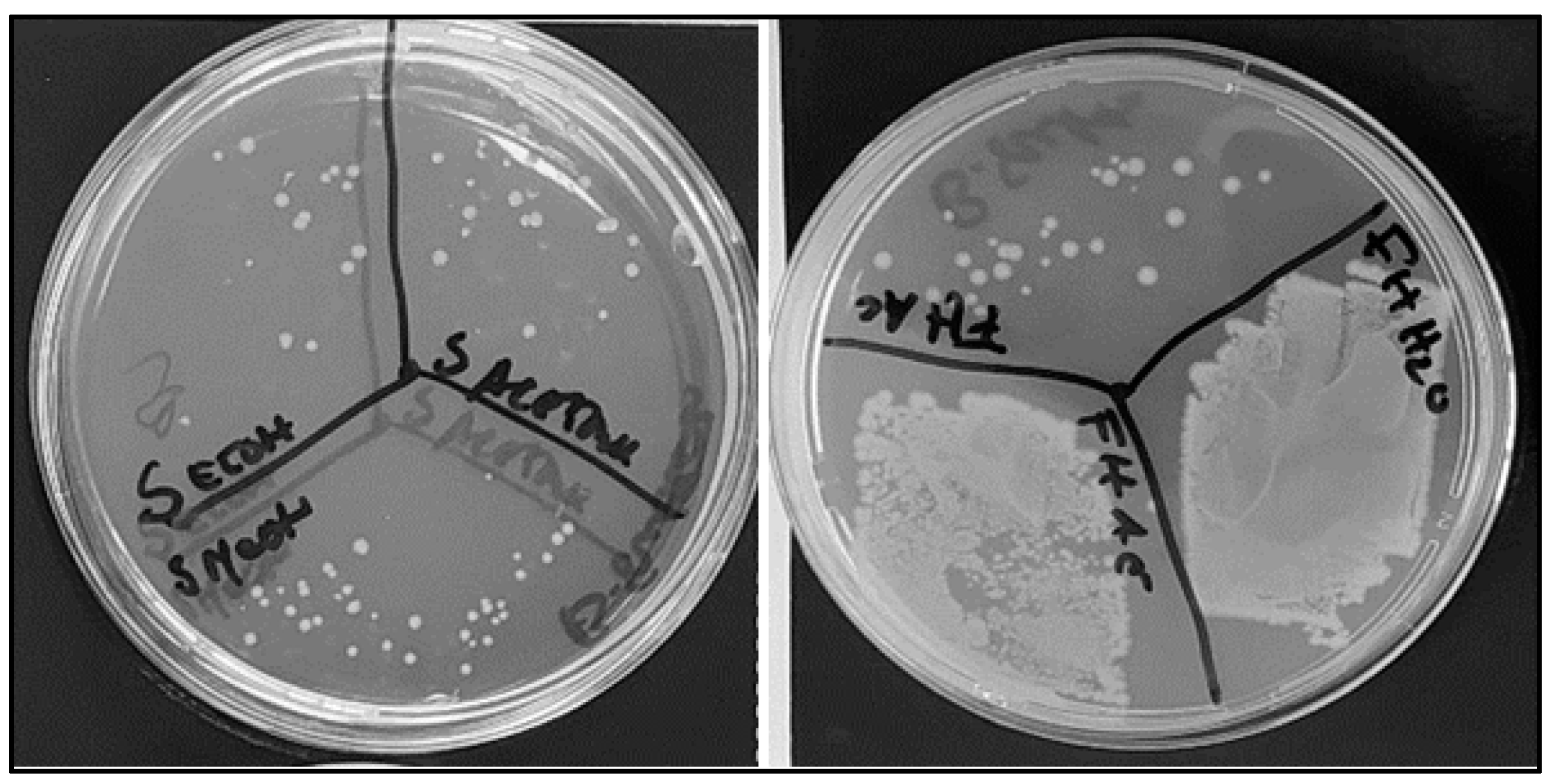 Antibiotics 13 00428 g001