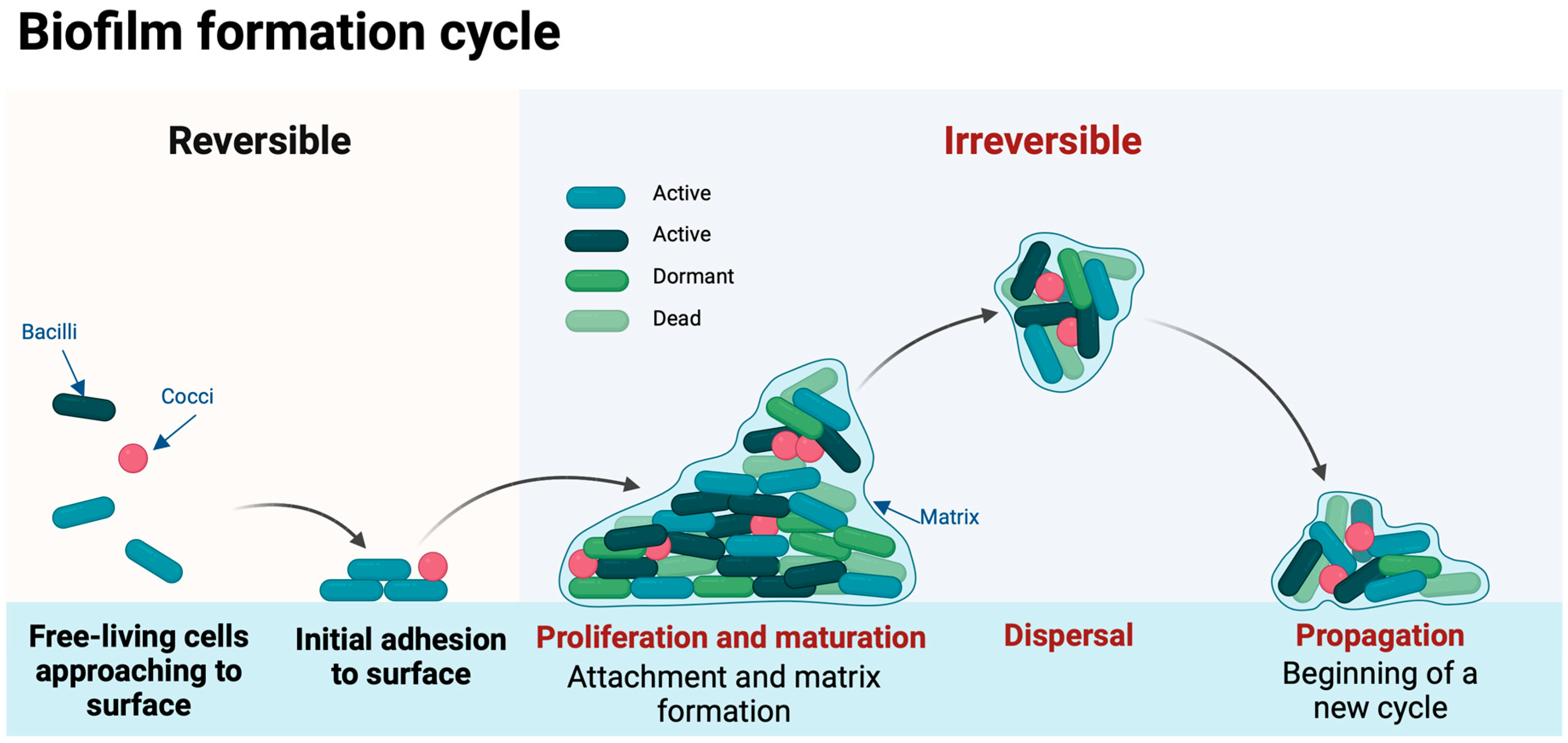 Antibiotics 13 00509 g001