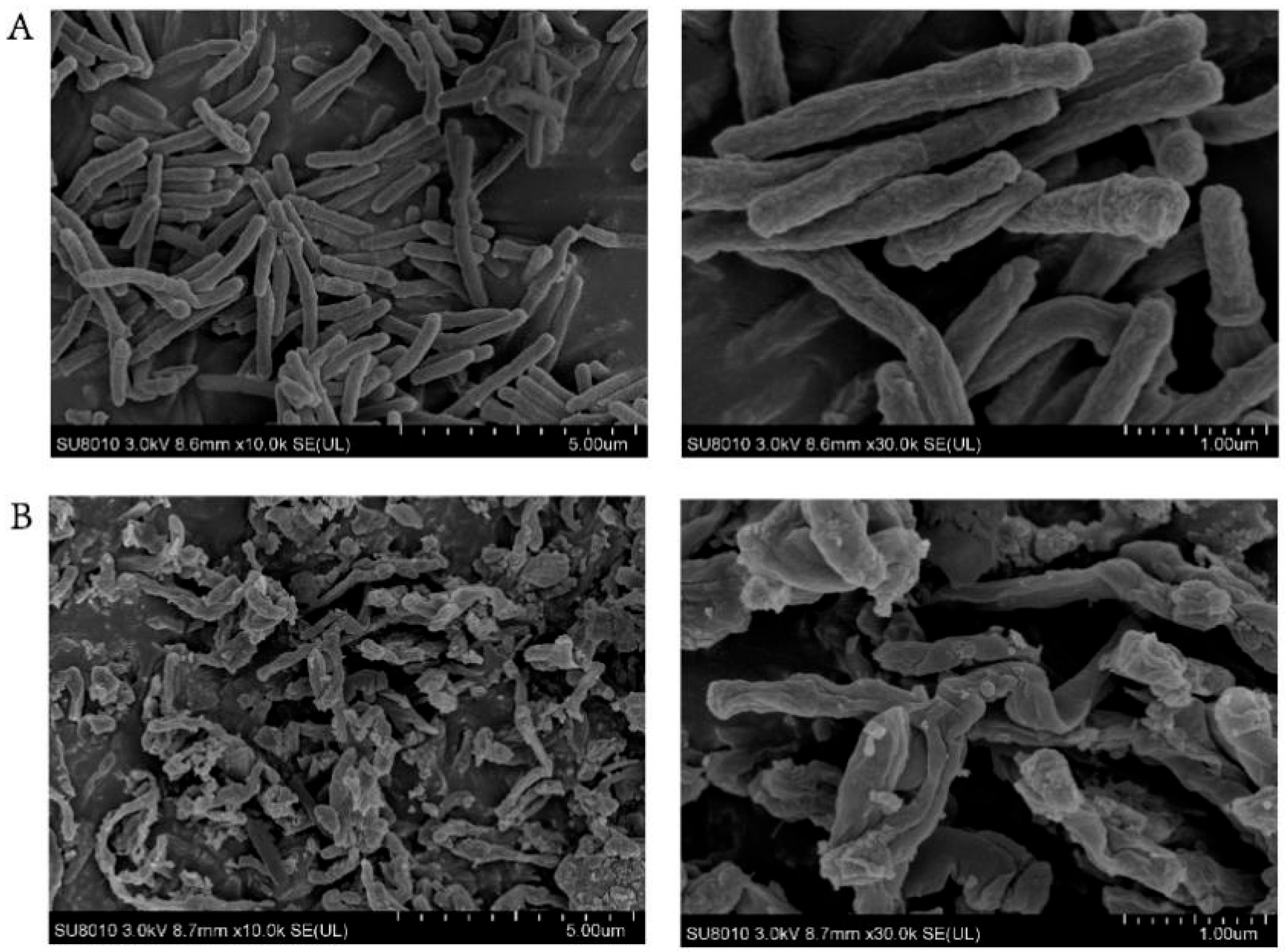 Antibiotics 13 00529 g003