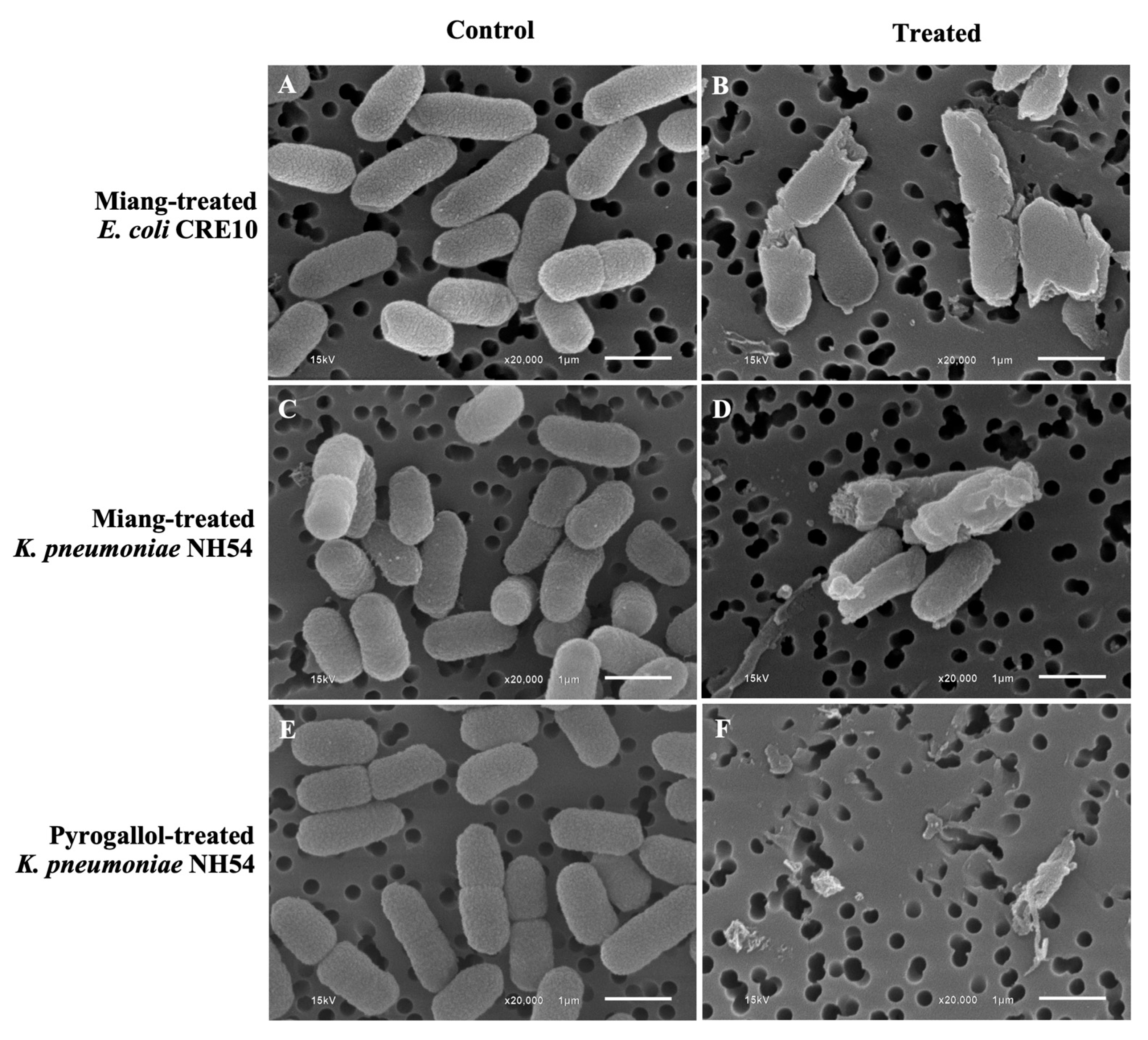 Antibiotics 13 00536 g001