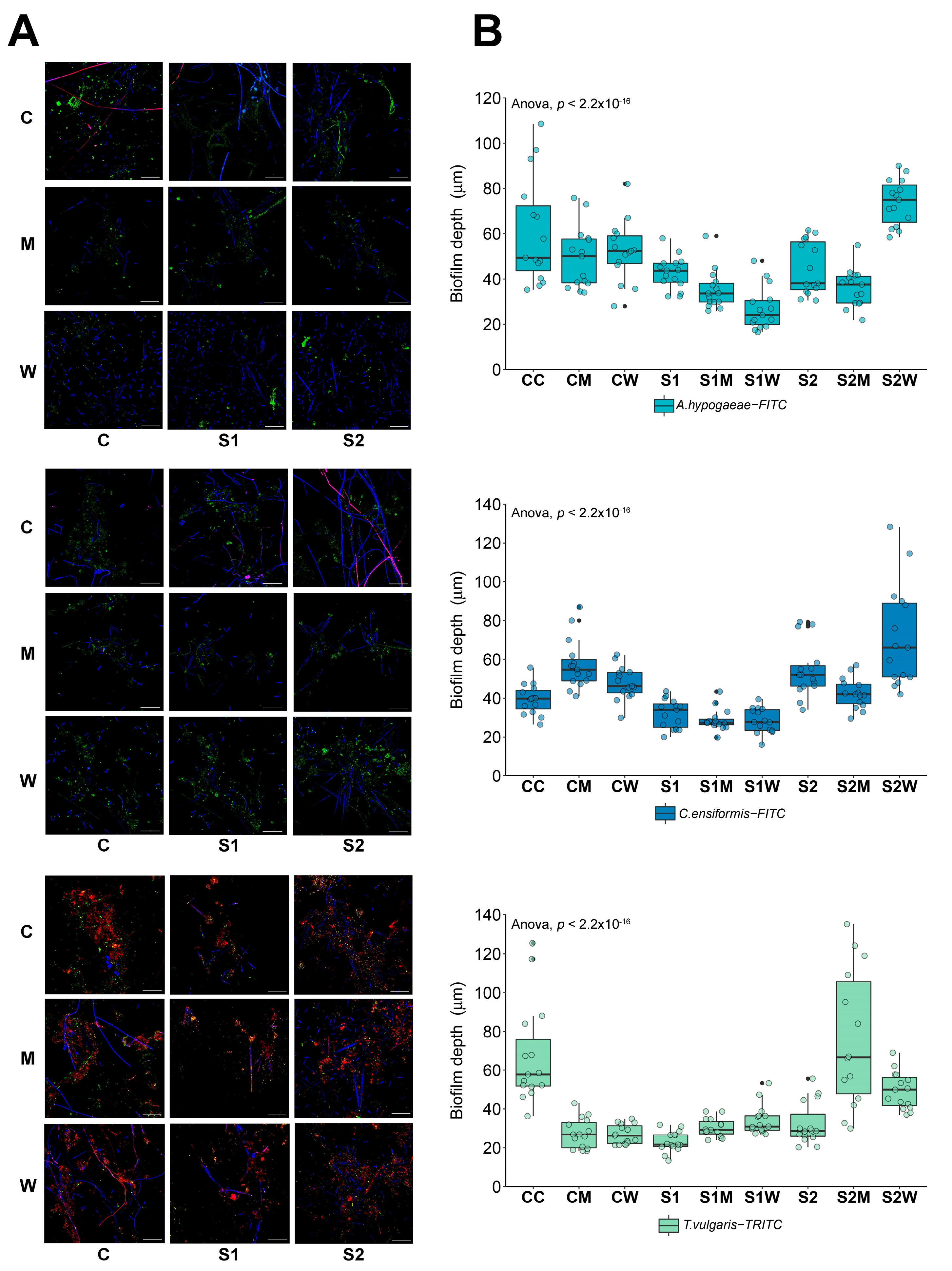 Antibiotics 13 00539 g002