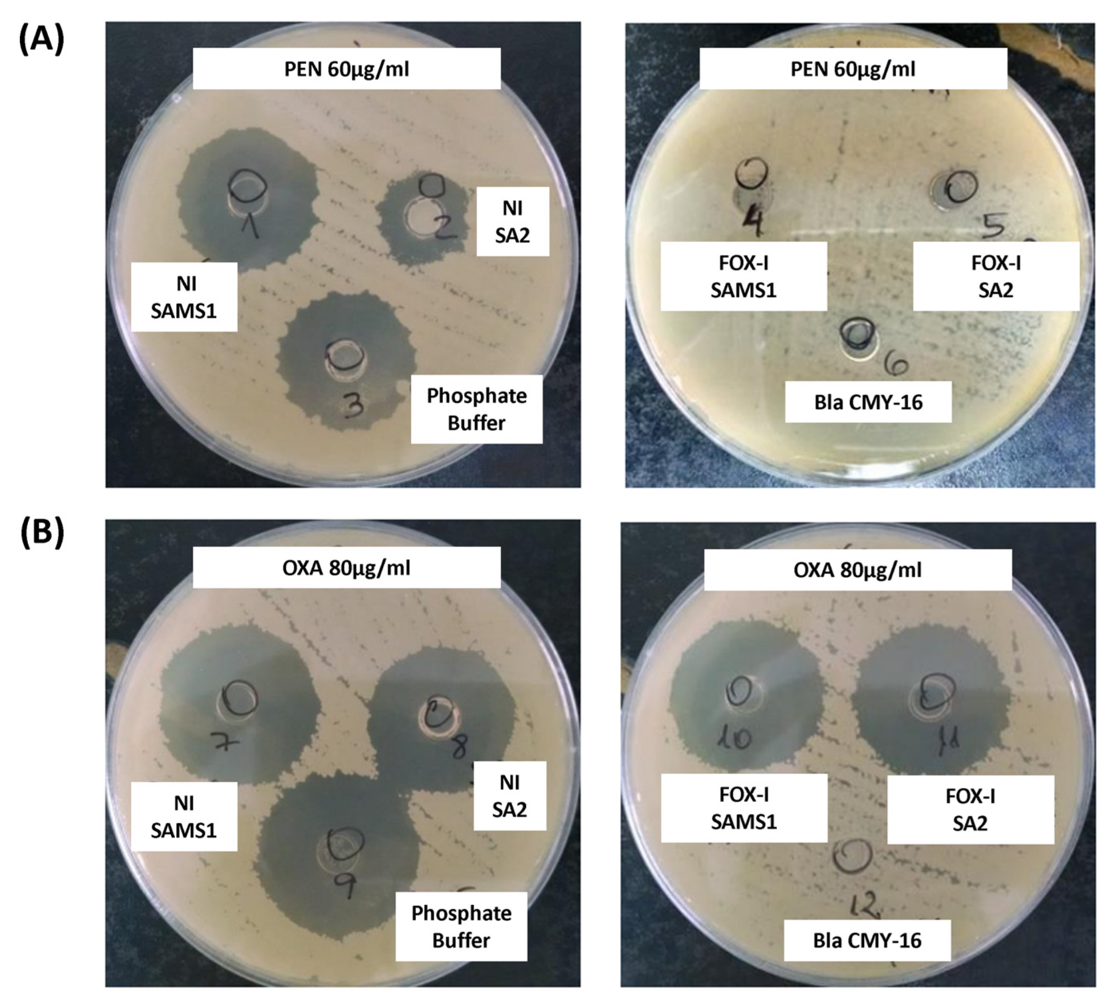 Antibiotics 13 00554 g004