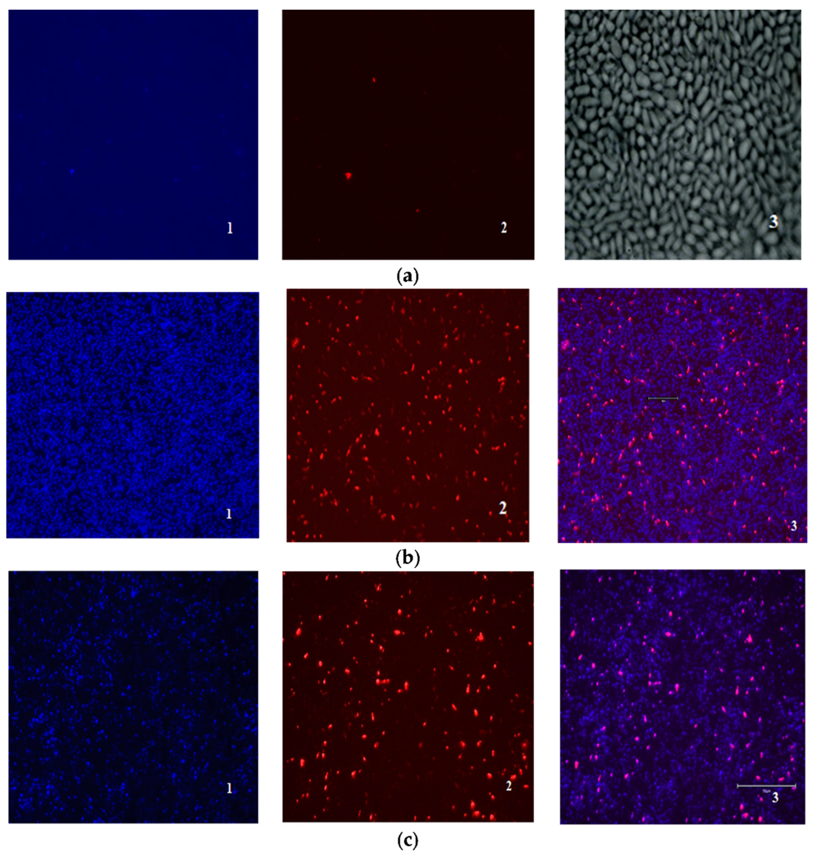 Antibiotics 13 00608 g003
