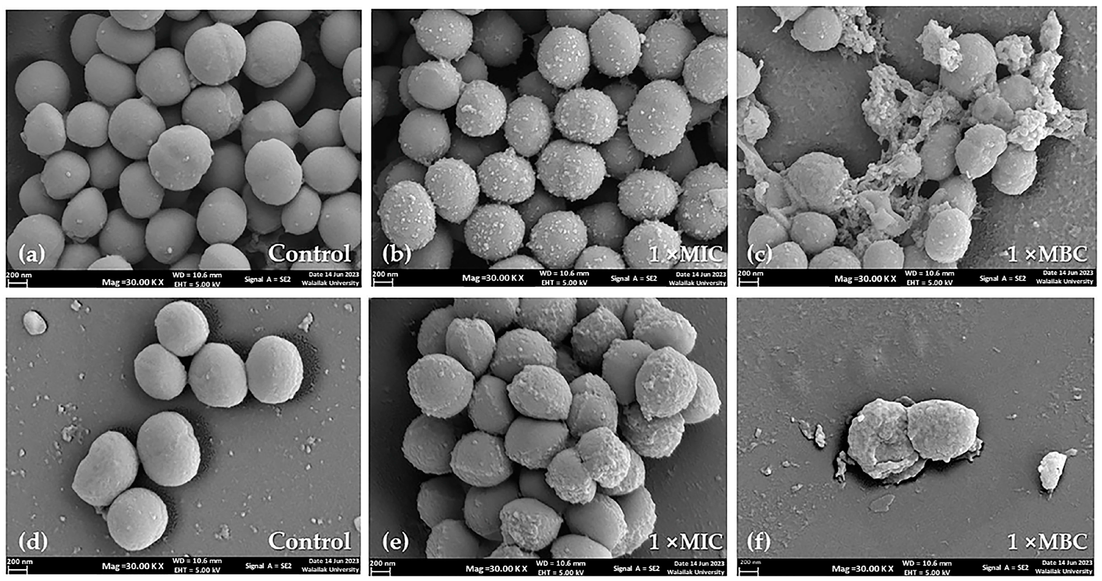 Antibiotics 13 00613 g001