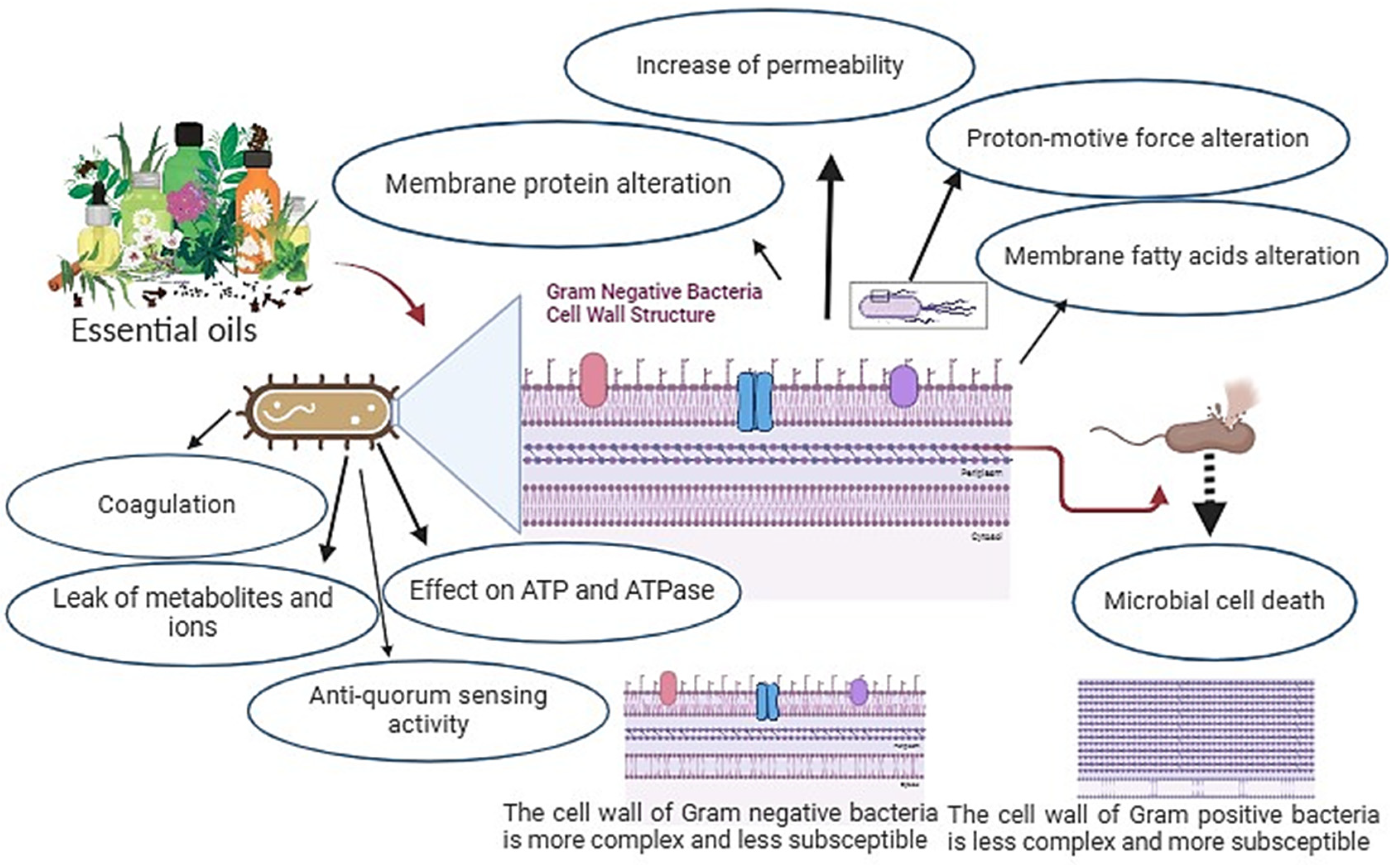 Antibiotics 13 00625 g004