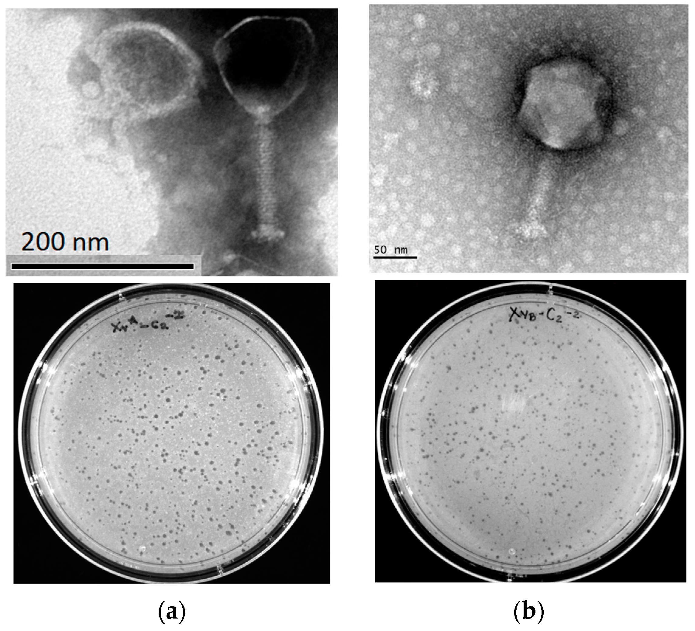Antibiotics 13 00651 g001 Antibiotics 13 00651 g001