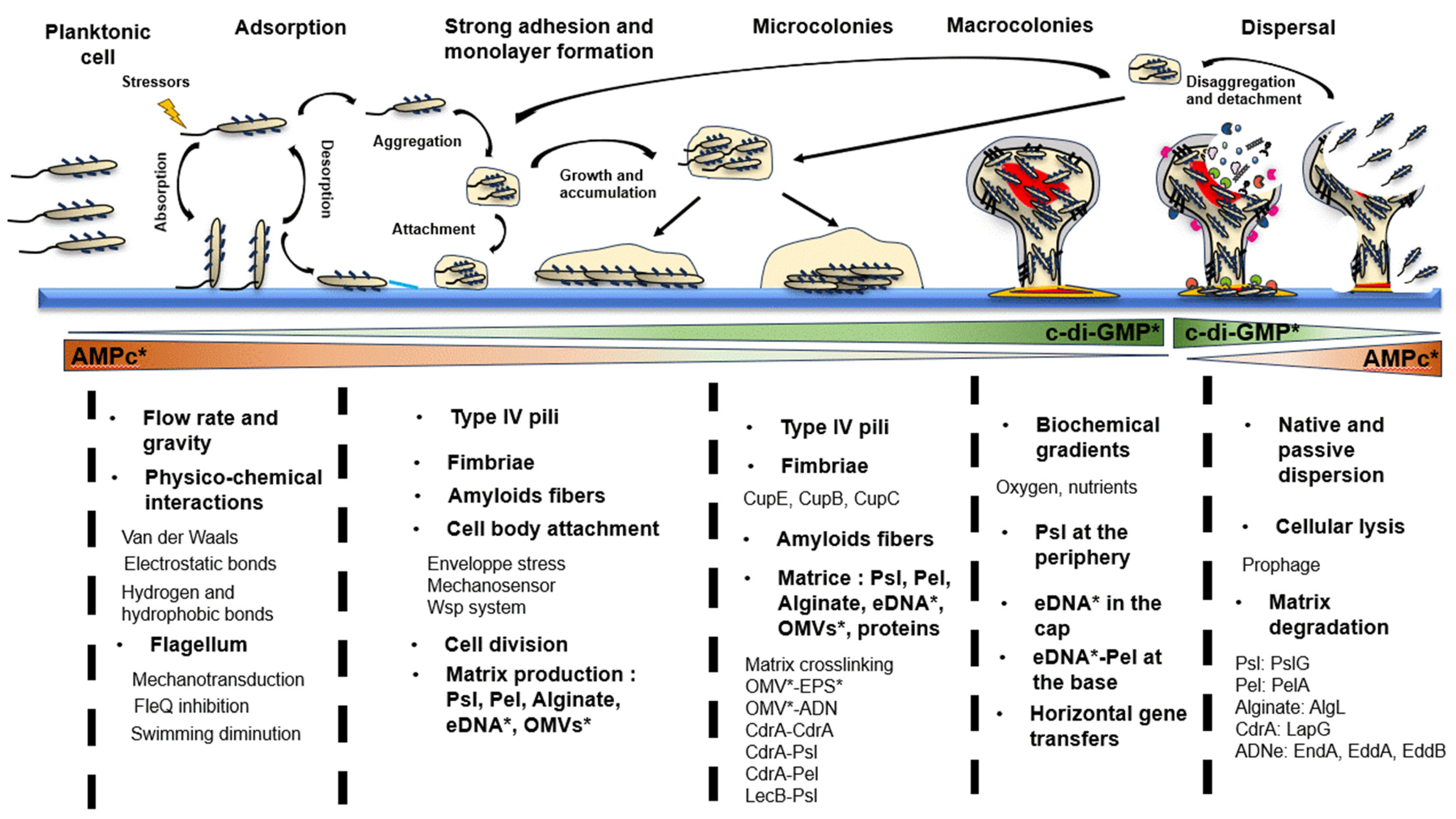 Antibiotics 13 00688 g001