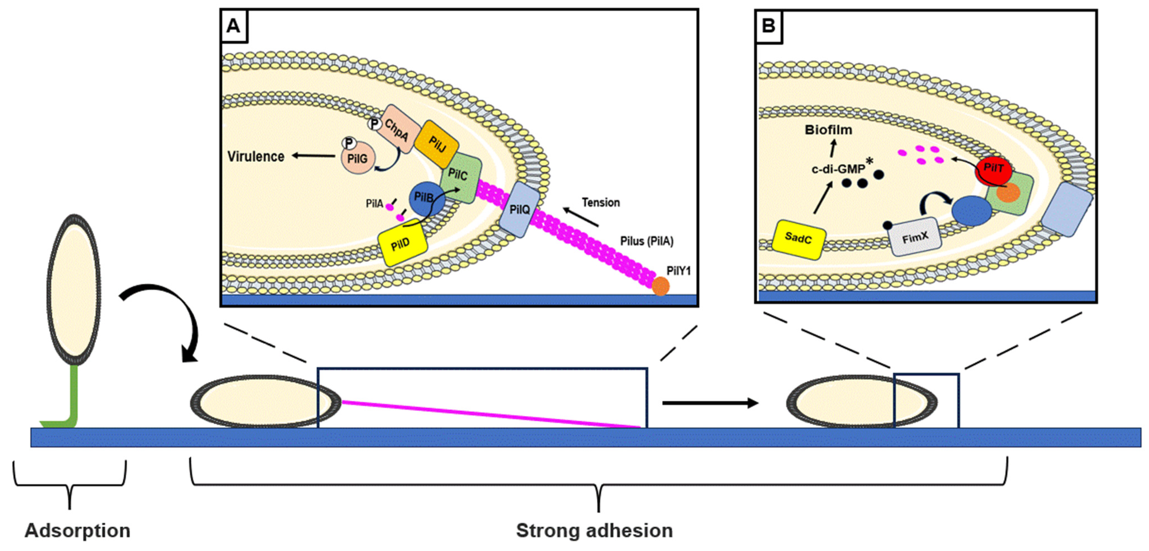 Antibiotics 13 00688 g002