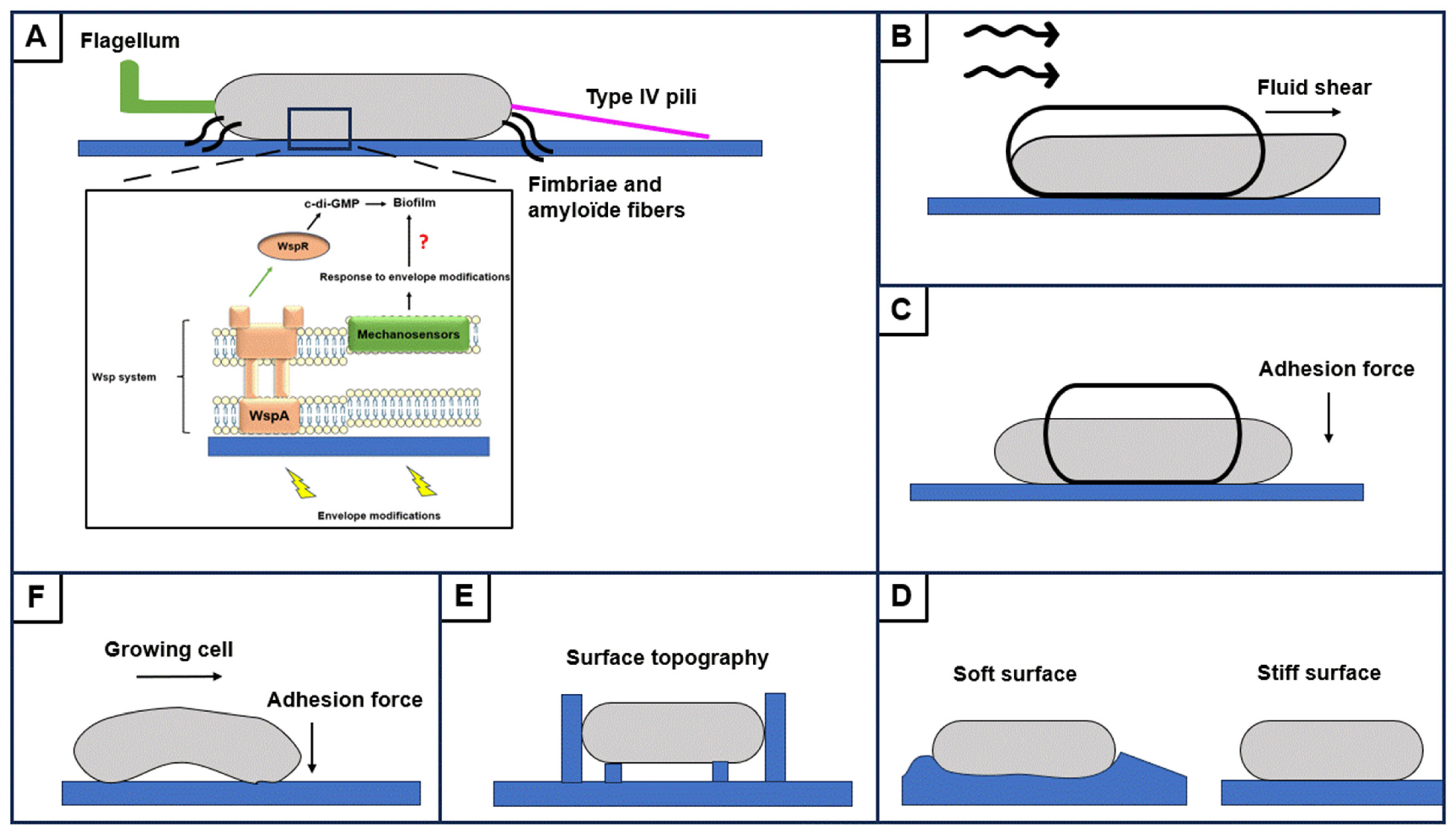 Antibiotics 13 00688 g003