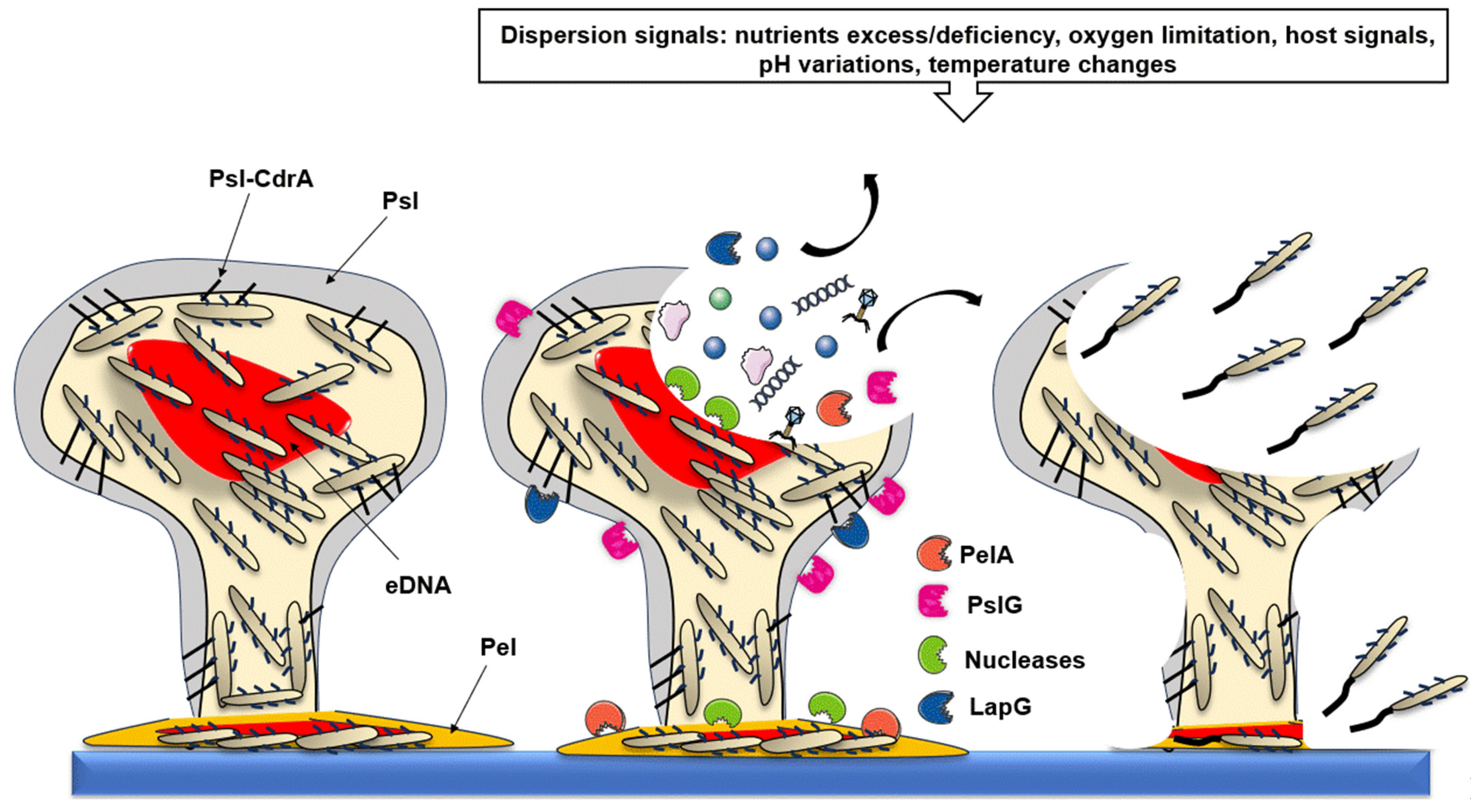 Antibiotics 13 00688 g004