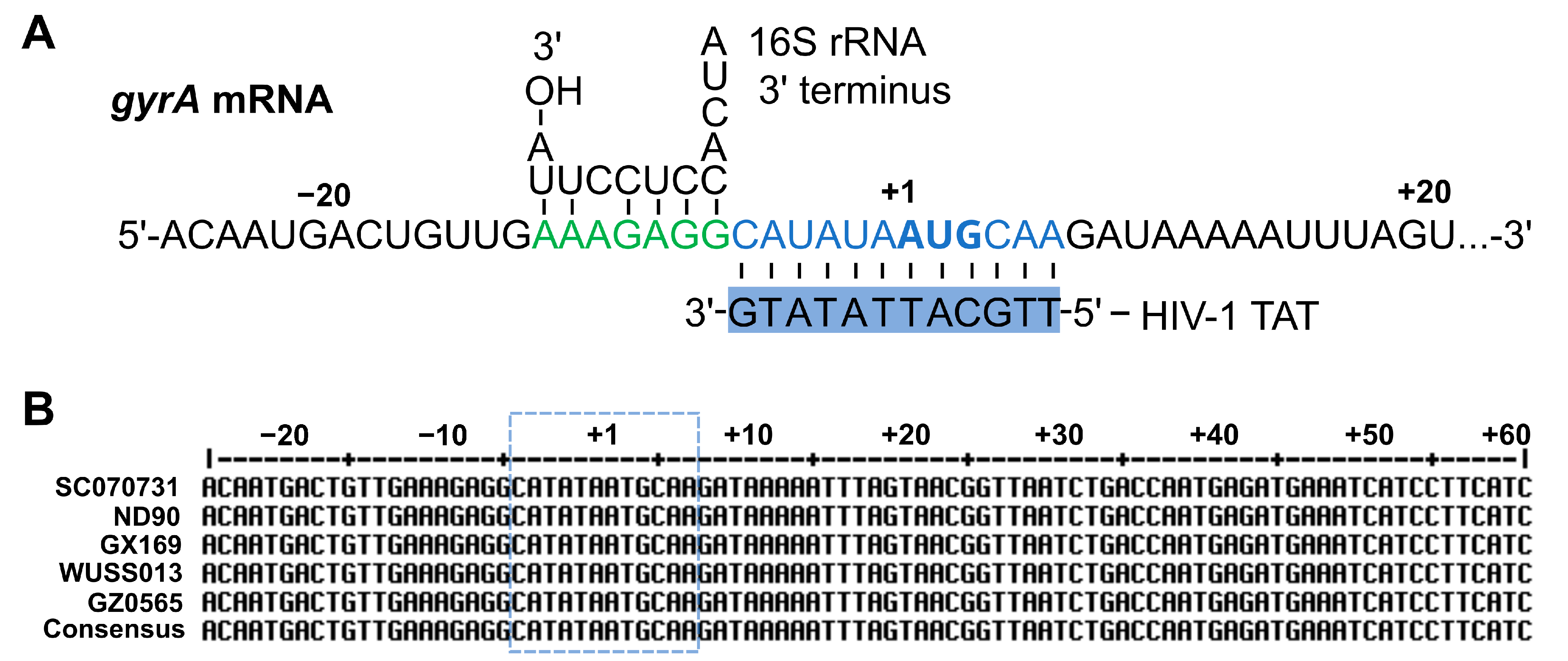 Antibiotics 13 00725 g004