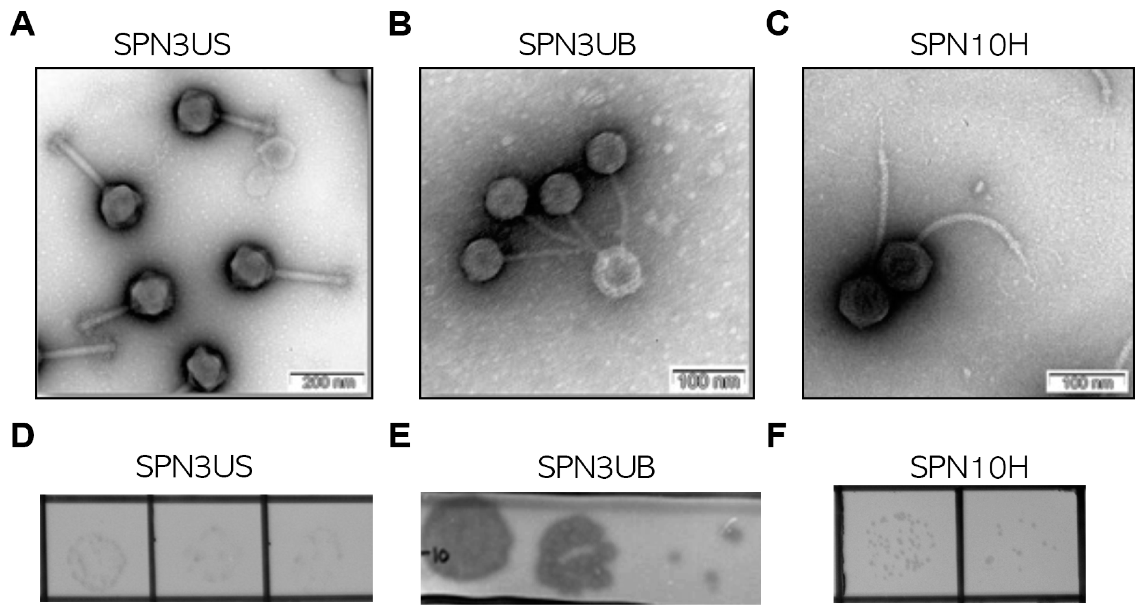 Antibiotics 13 00799 g001 Antibiotics 13 00799 g001