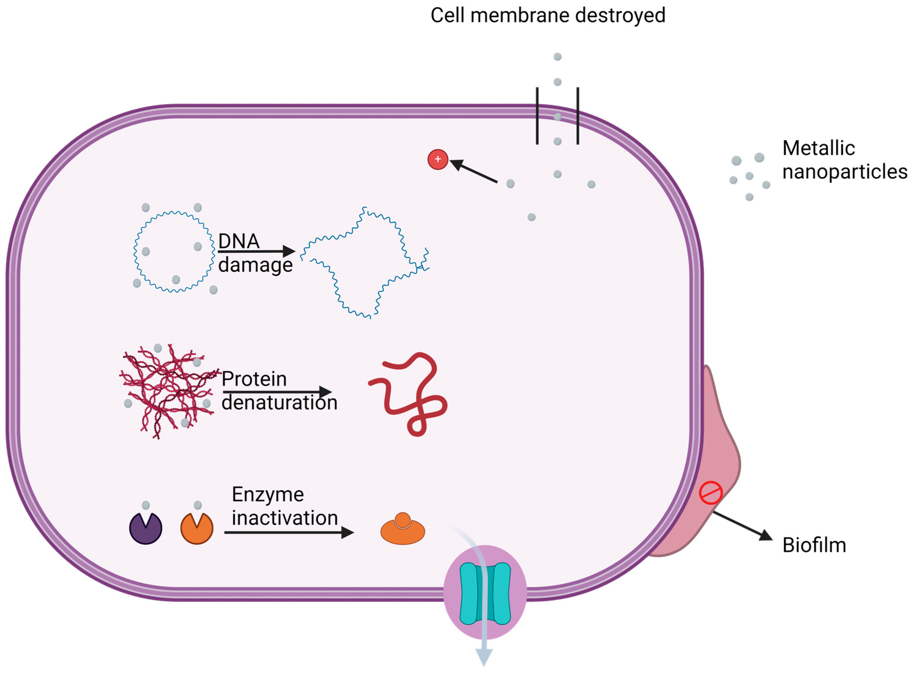 Antibiotics 13 00819 g002