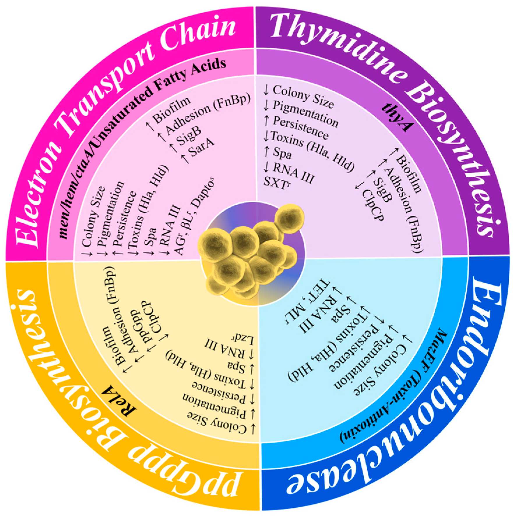 Antibiotics 13 00845 g004