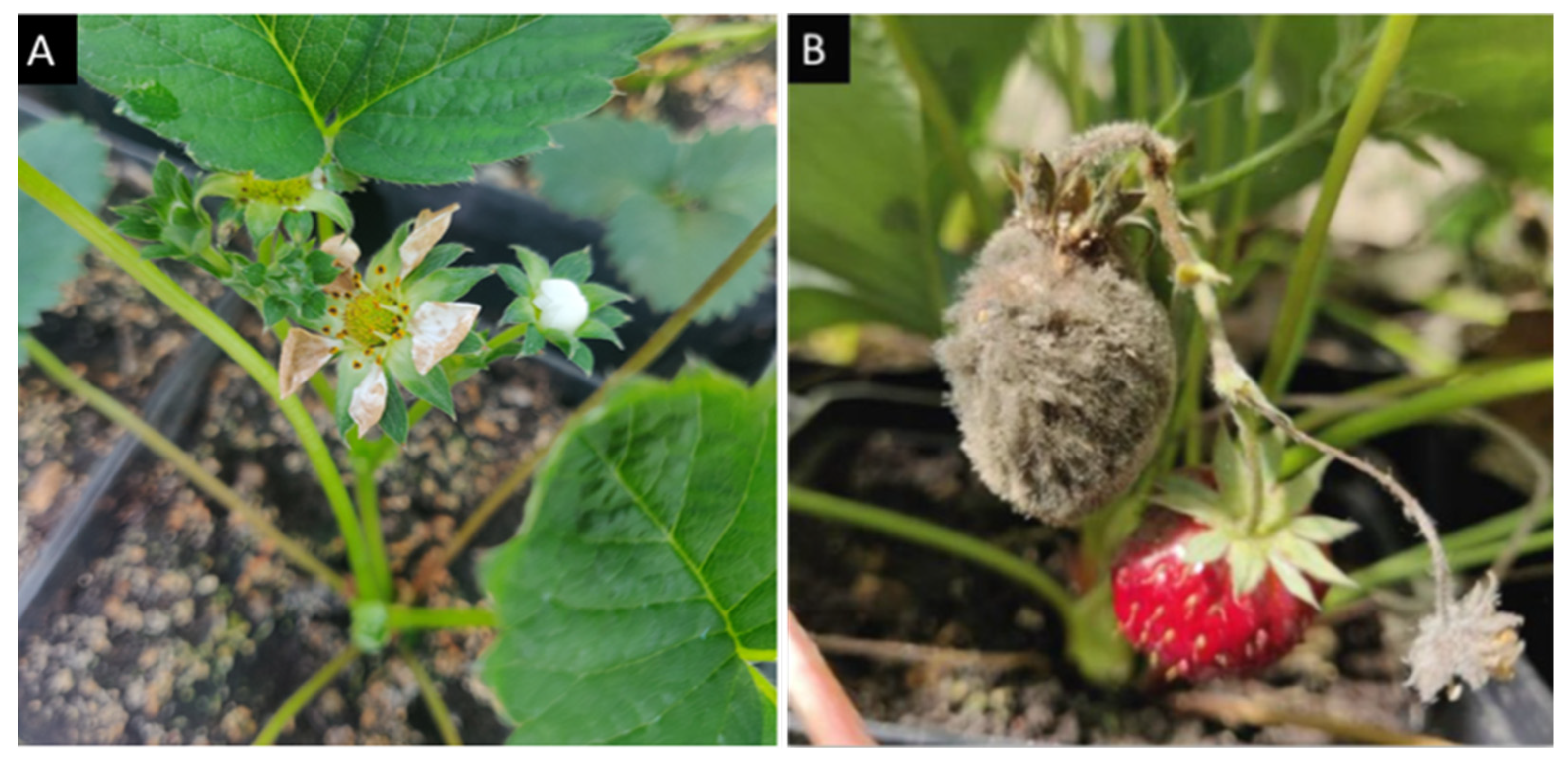 Antibiotics 13 00912 g002