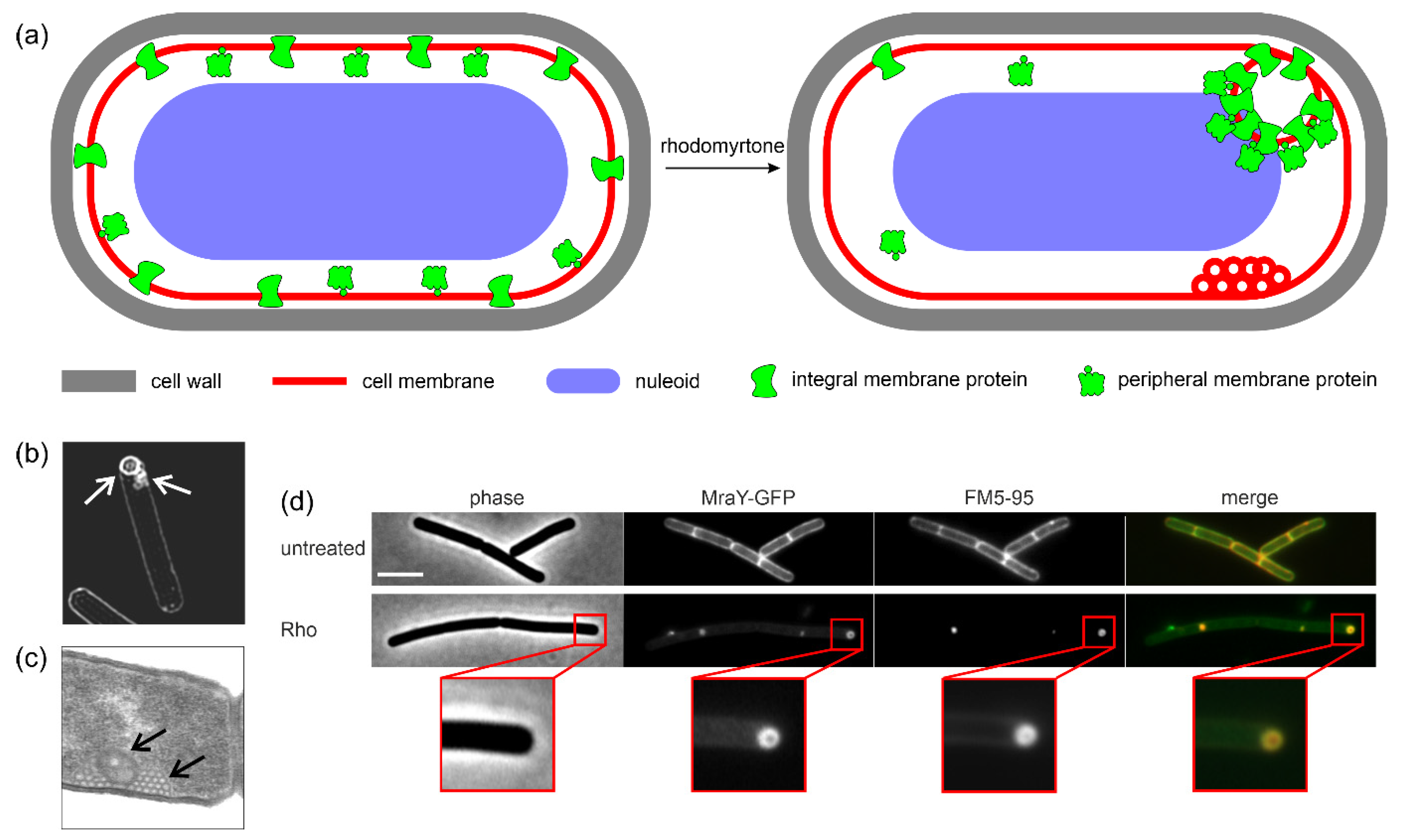 Antibiotics 13 00936 g003