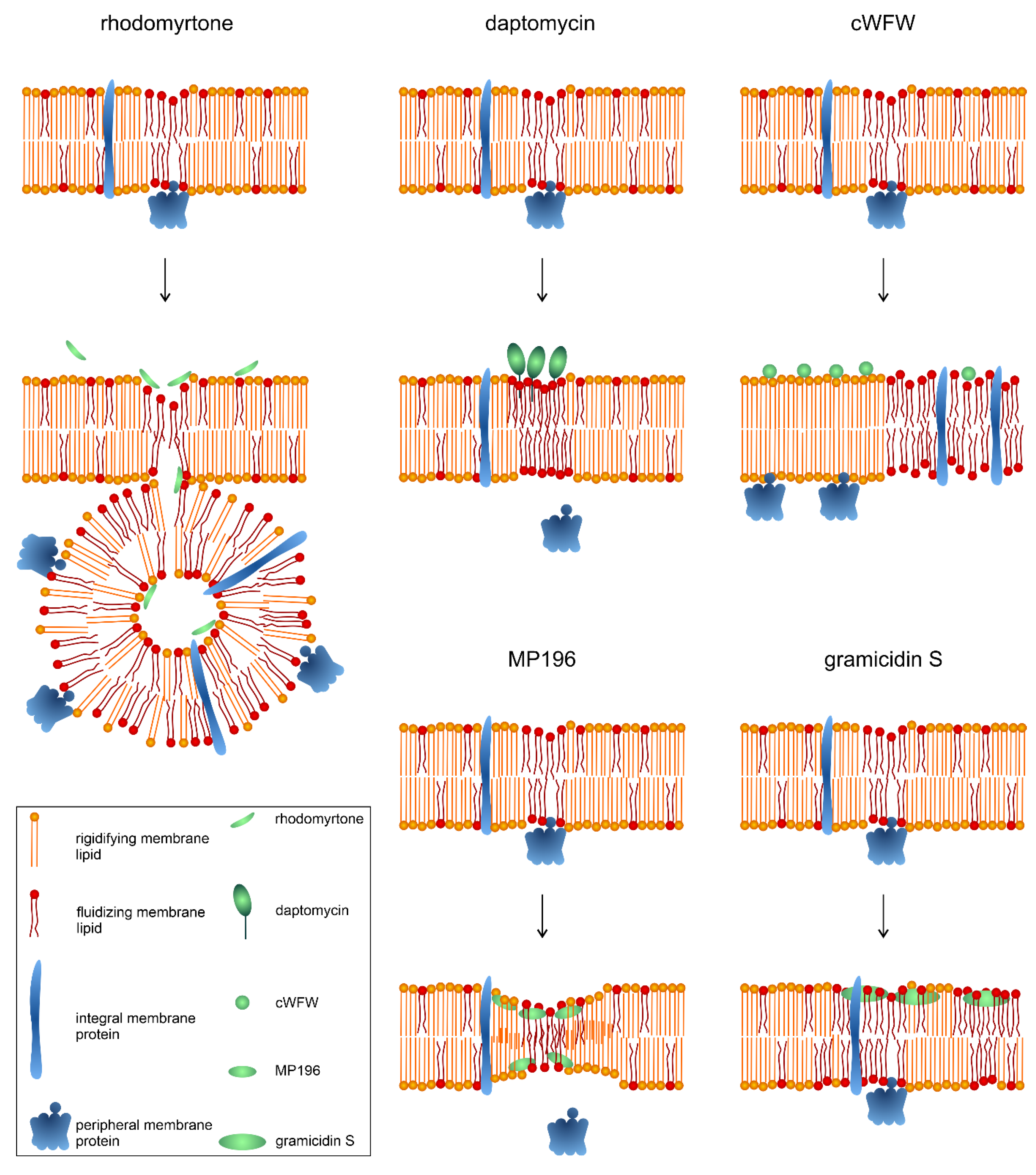 Antibiotics 13 00936 g005