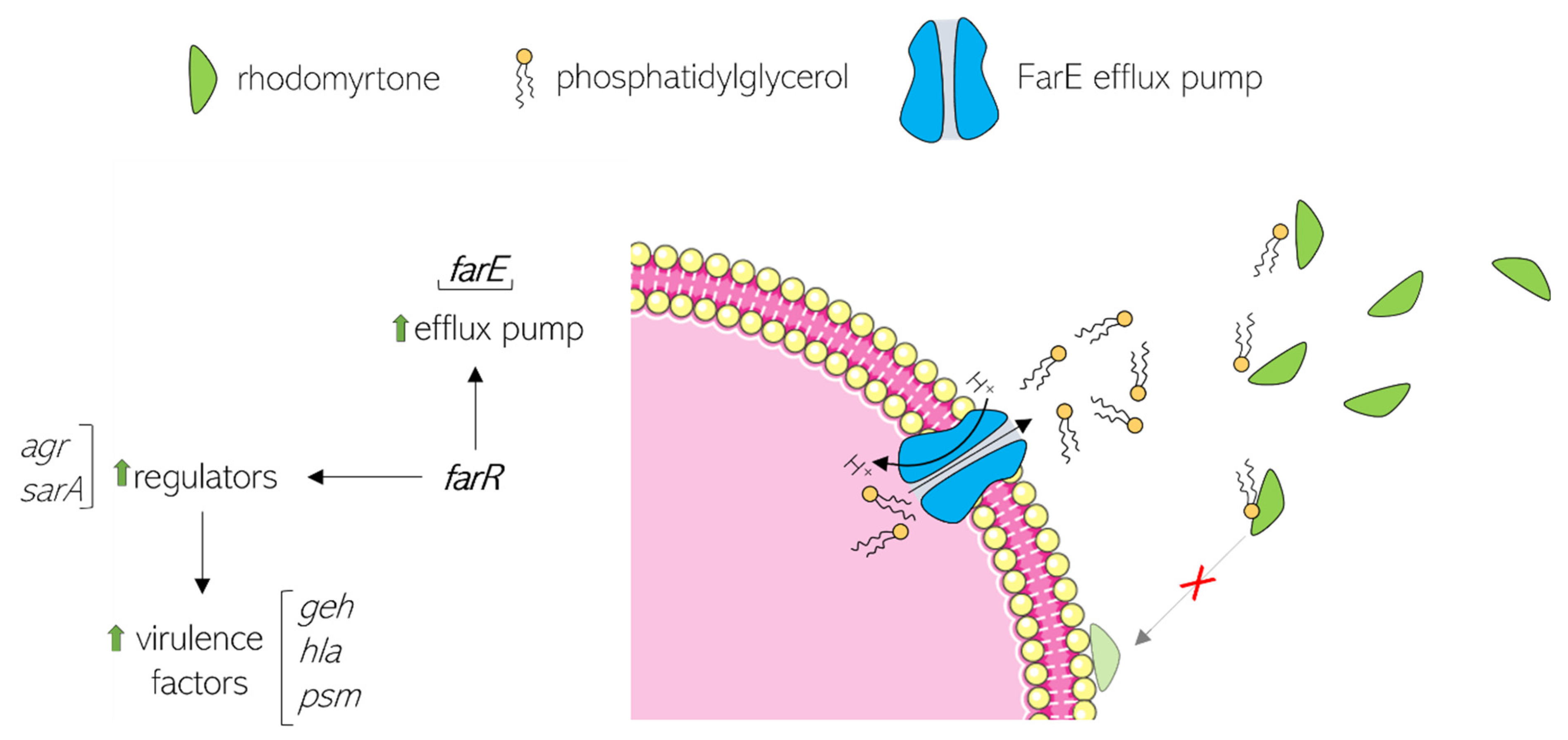Antibiotics 13 00936 g006