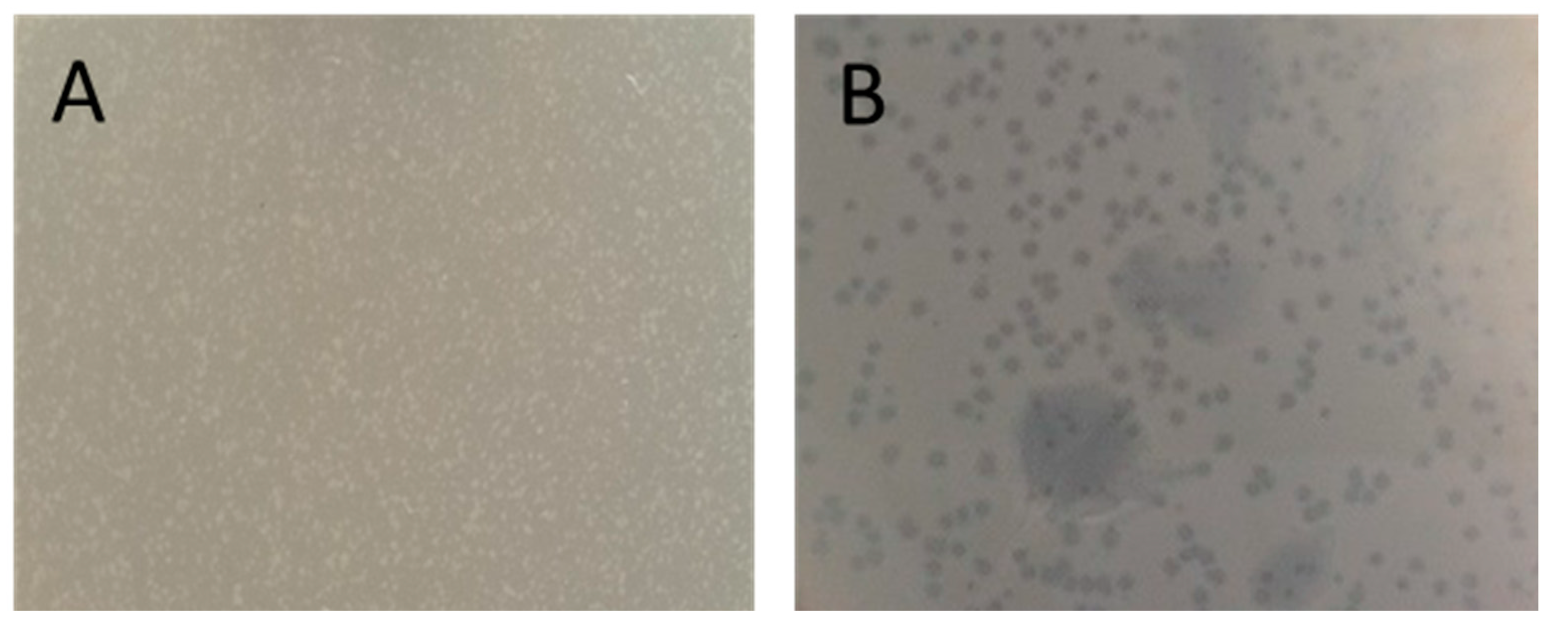 Antibiotics 13 00945 g004 Antibiotics 13 00945 g004