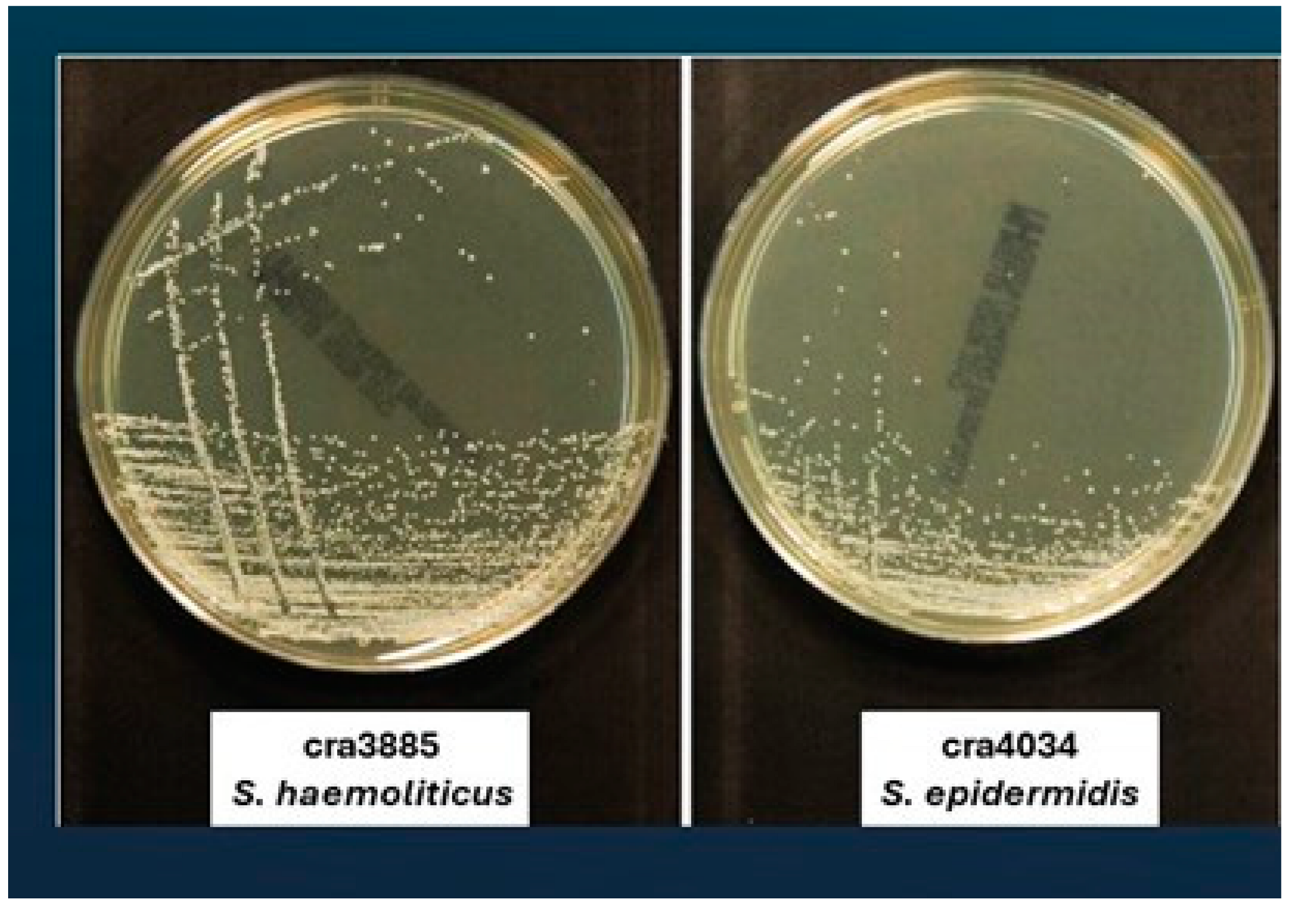 Antibiotics 13 00972 g001a Antibiotics 13 00972 g001a