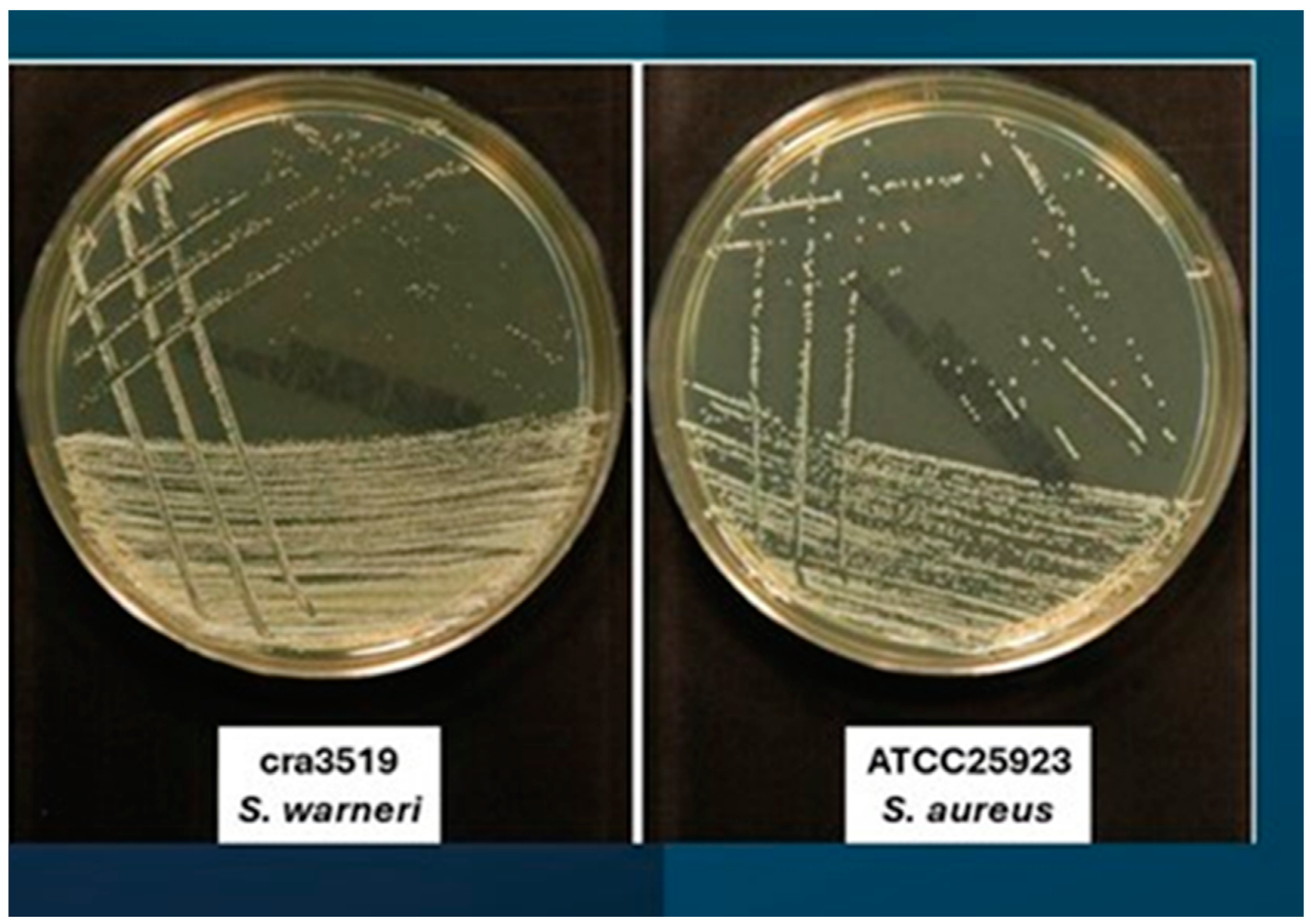 Antibiotics 13 00972 g001b Antibiotics 13 00972 g001b