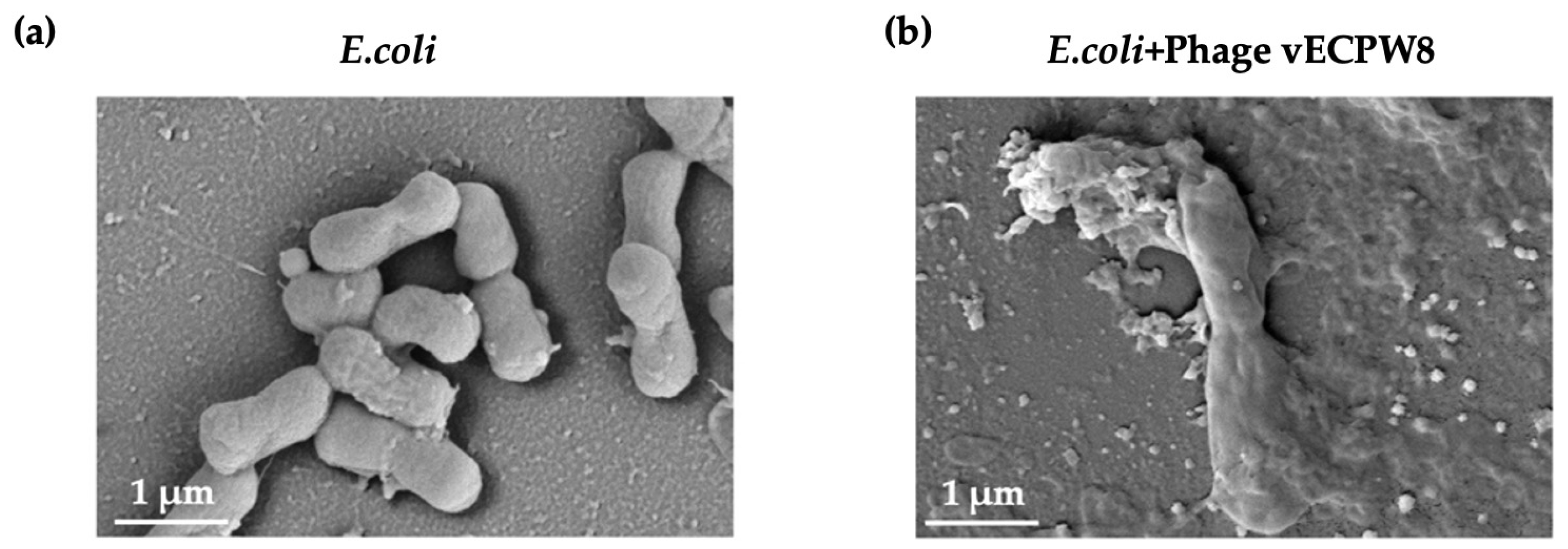 Antibiotics 13 01083 g009