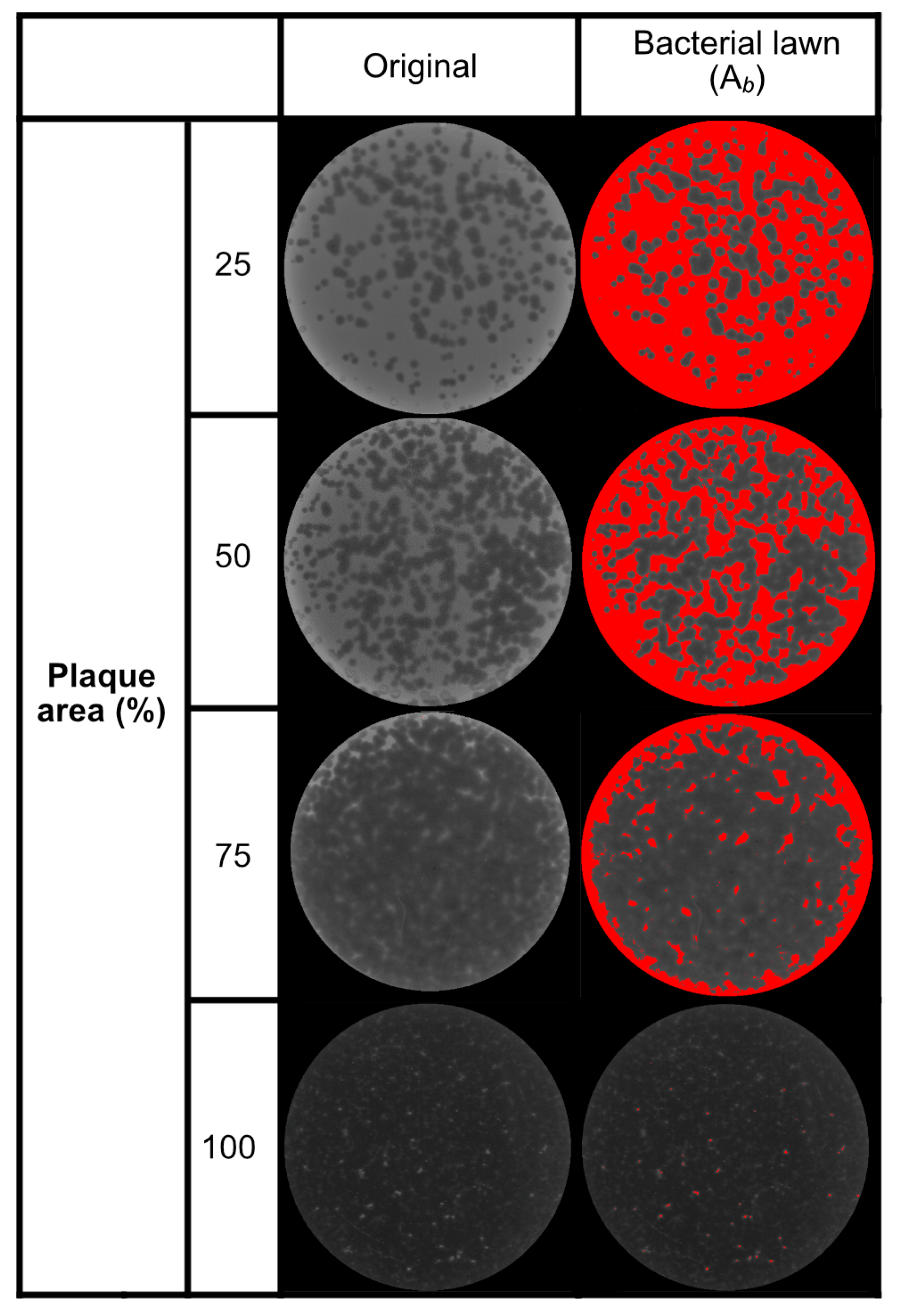 Antibiotics 14 00002 g005
