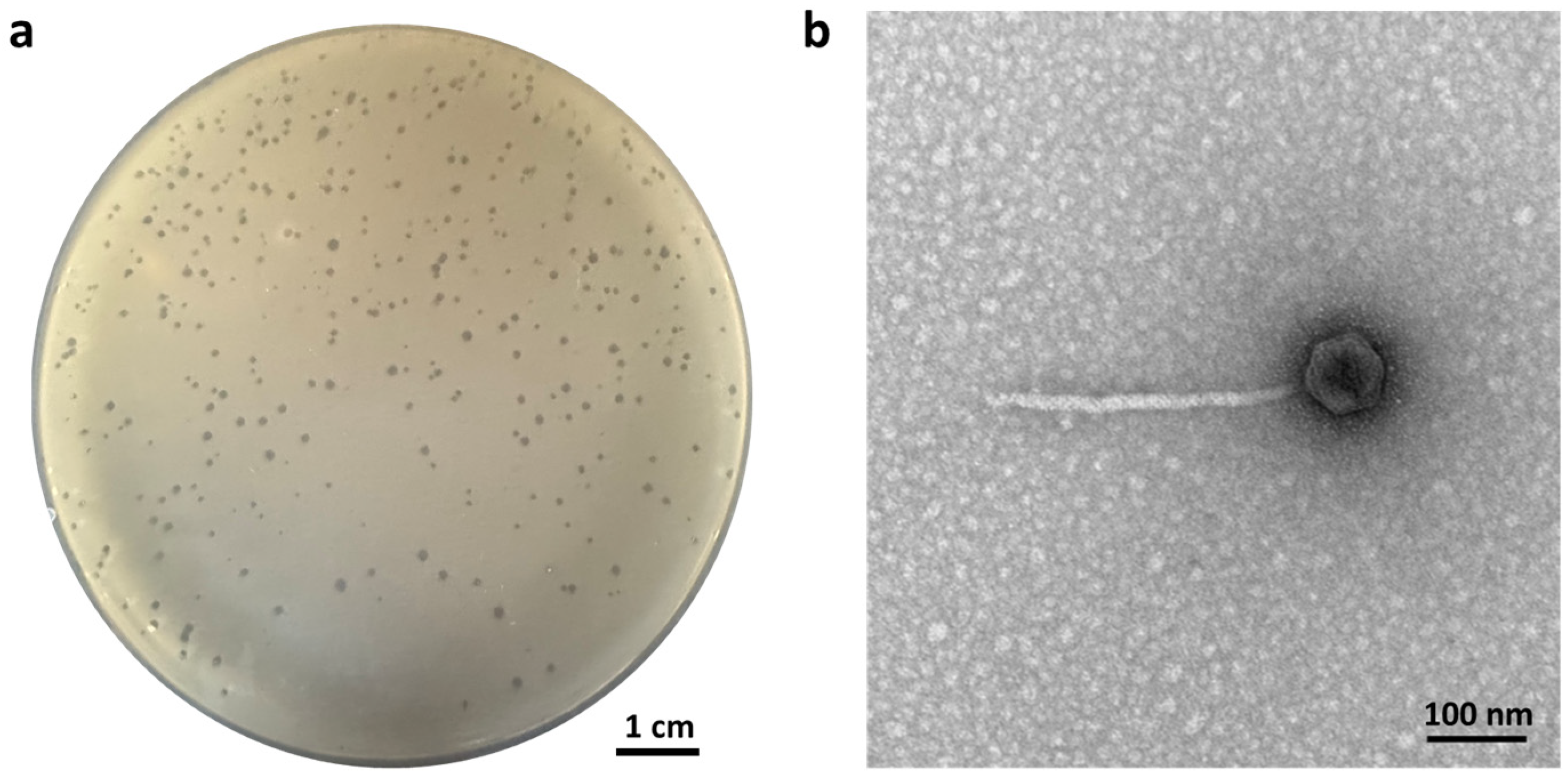 Antibiotics 14 00045 g001