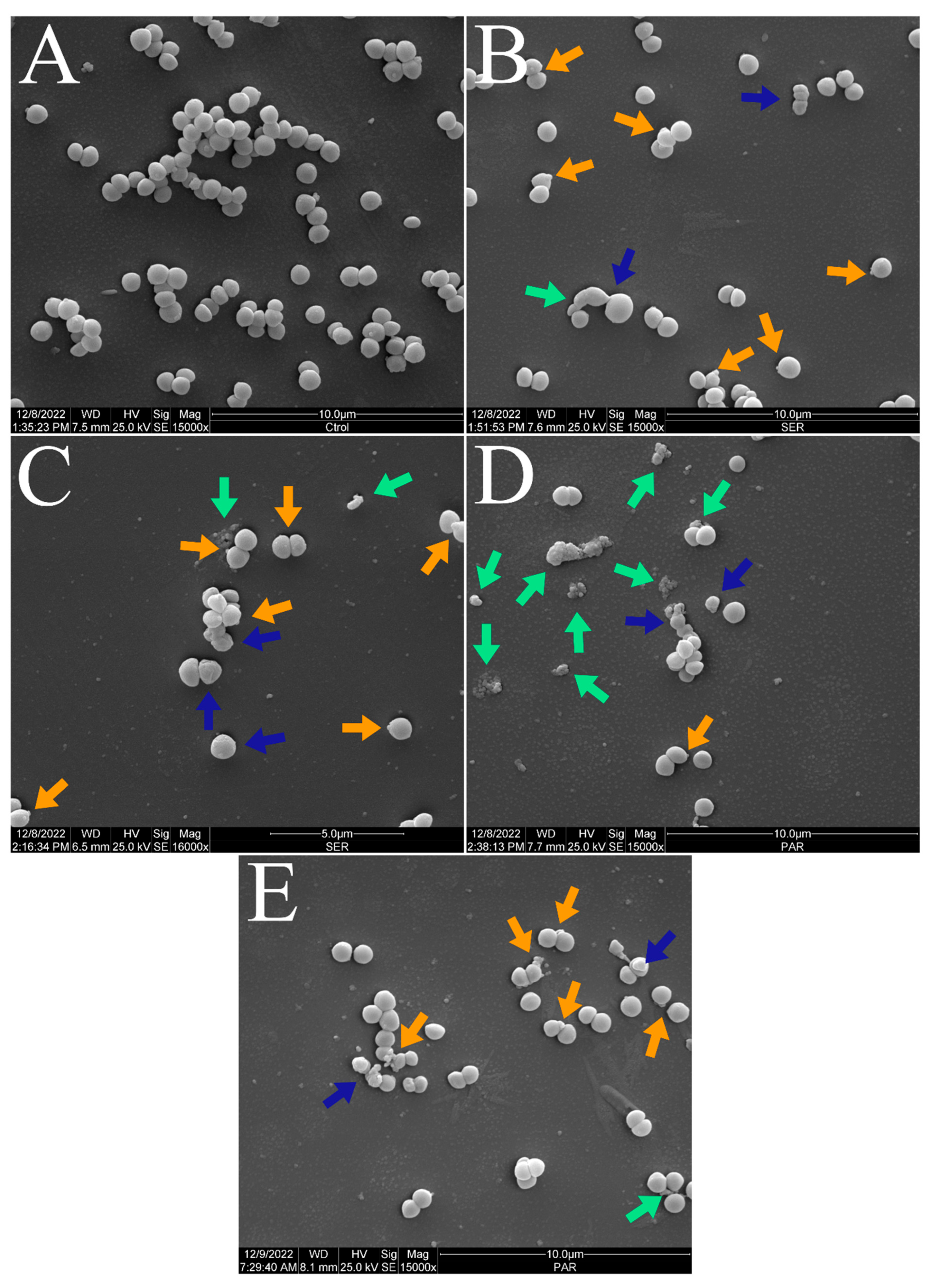 Antibiotics 14 00051 g003