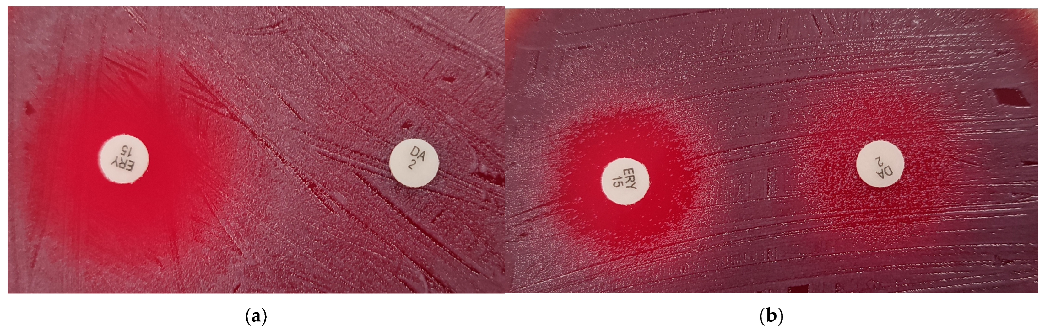 Antibiotics 14 00160 g003 Antibiotics 14 00160 g003