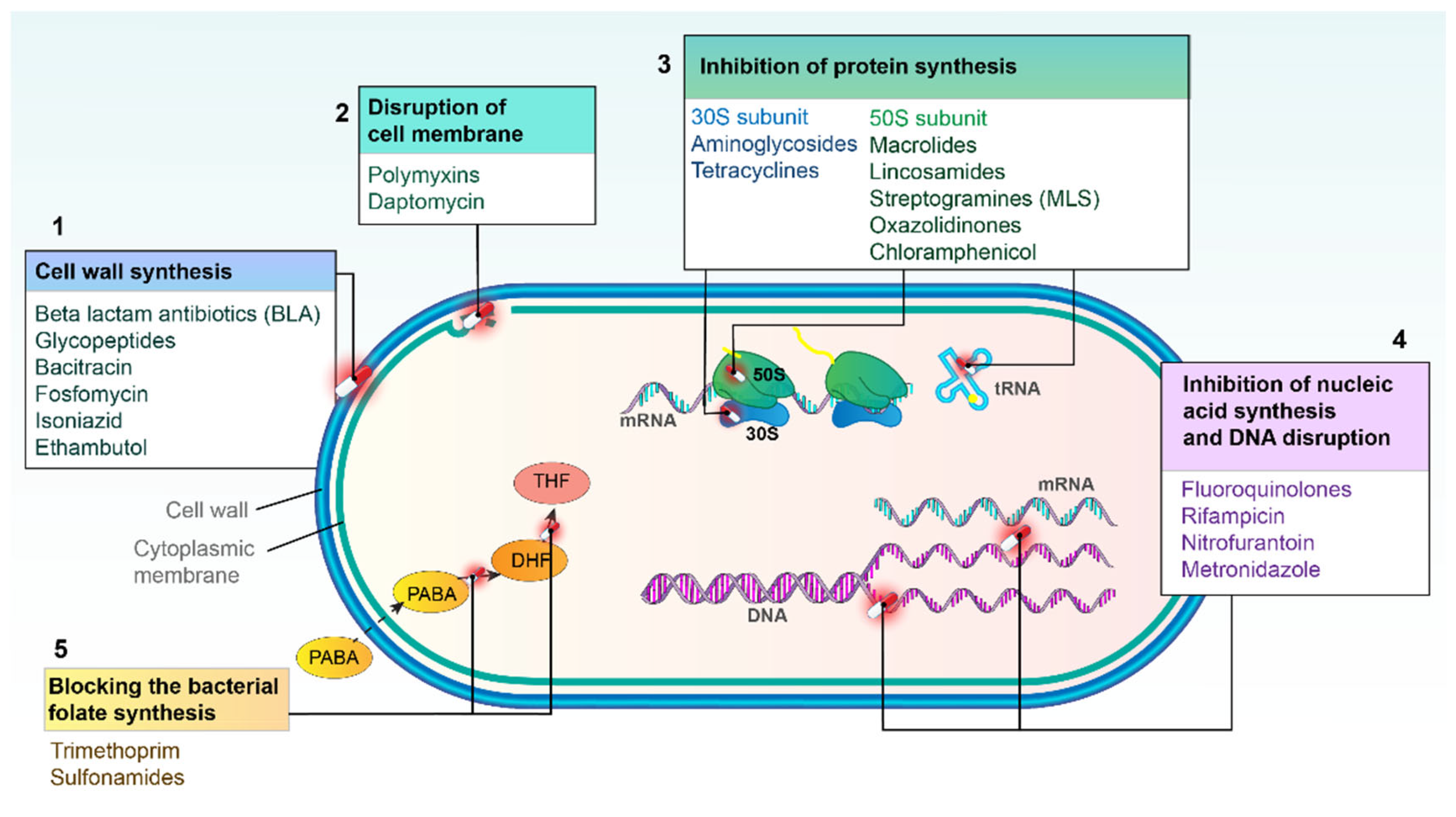 Antibiotics 14 00221 g002