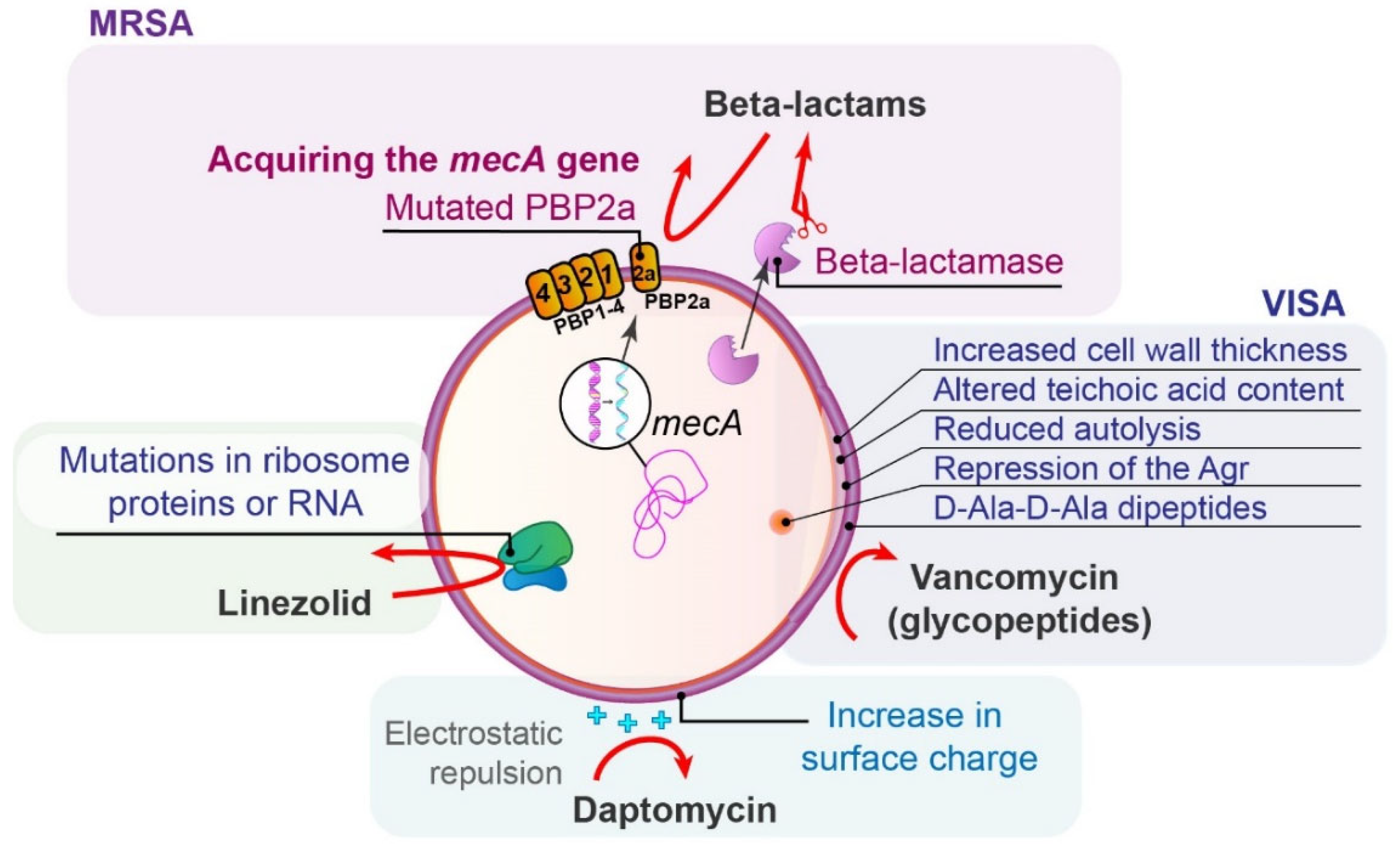 Antibiotics 14 00221 g004