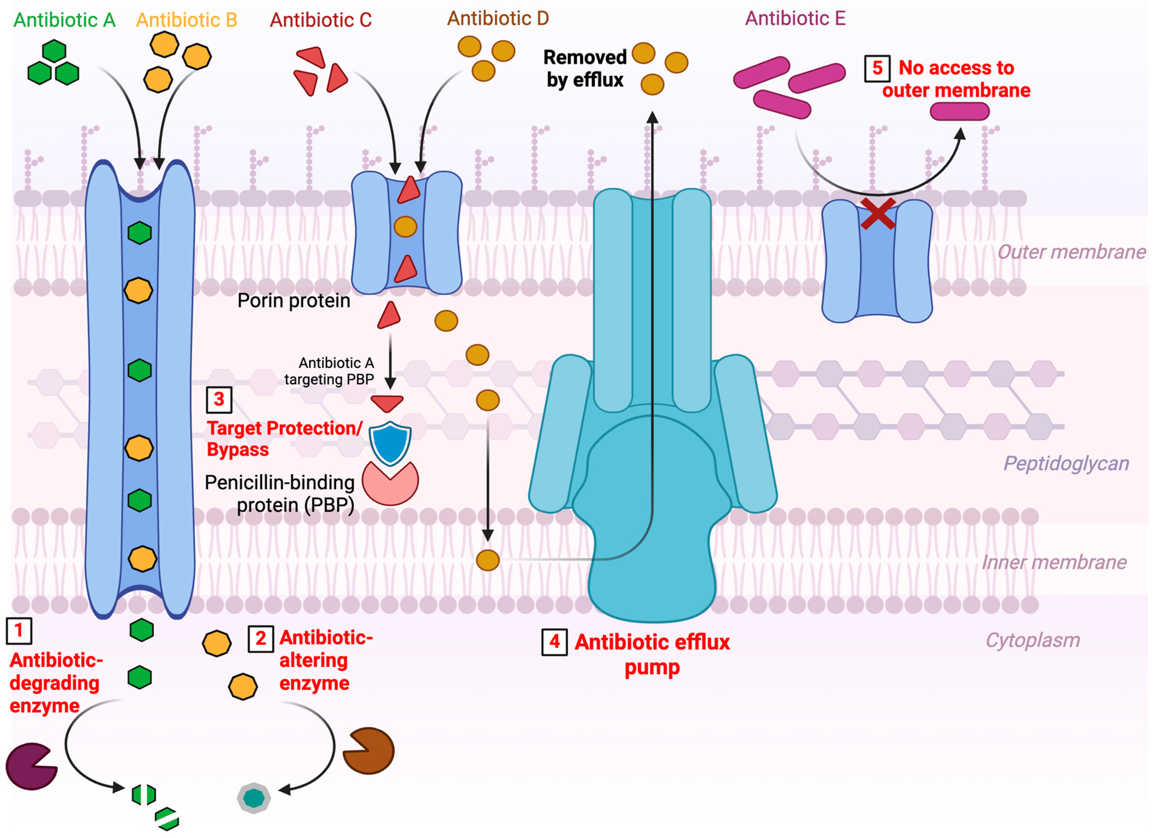 Antibiotics 14 00222 g002