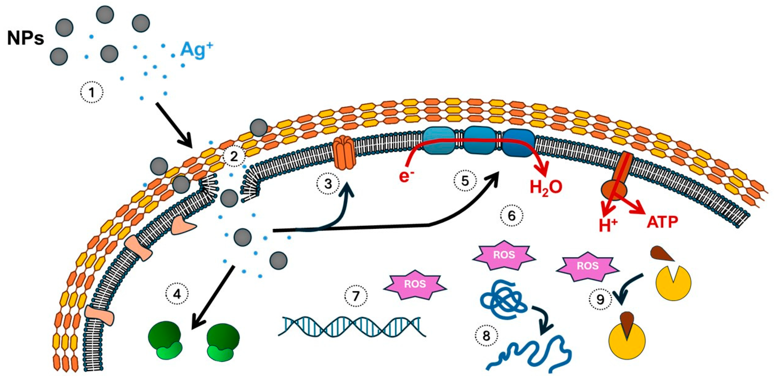 Antibiotics 14 00289 g002