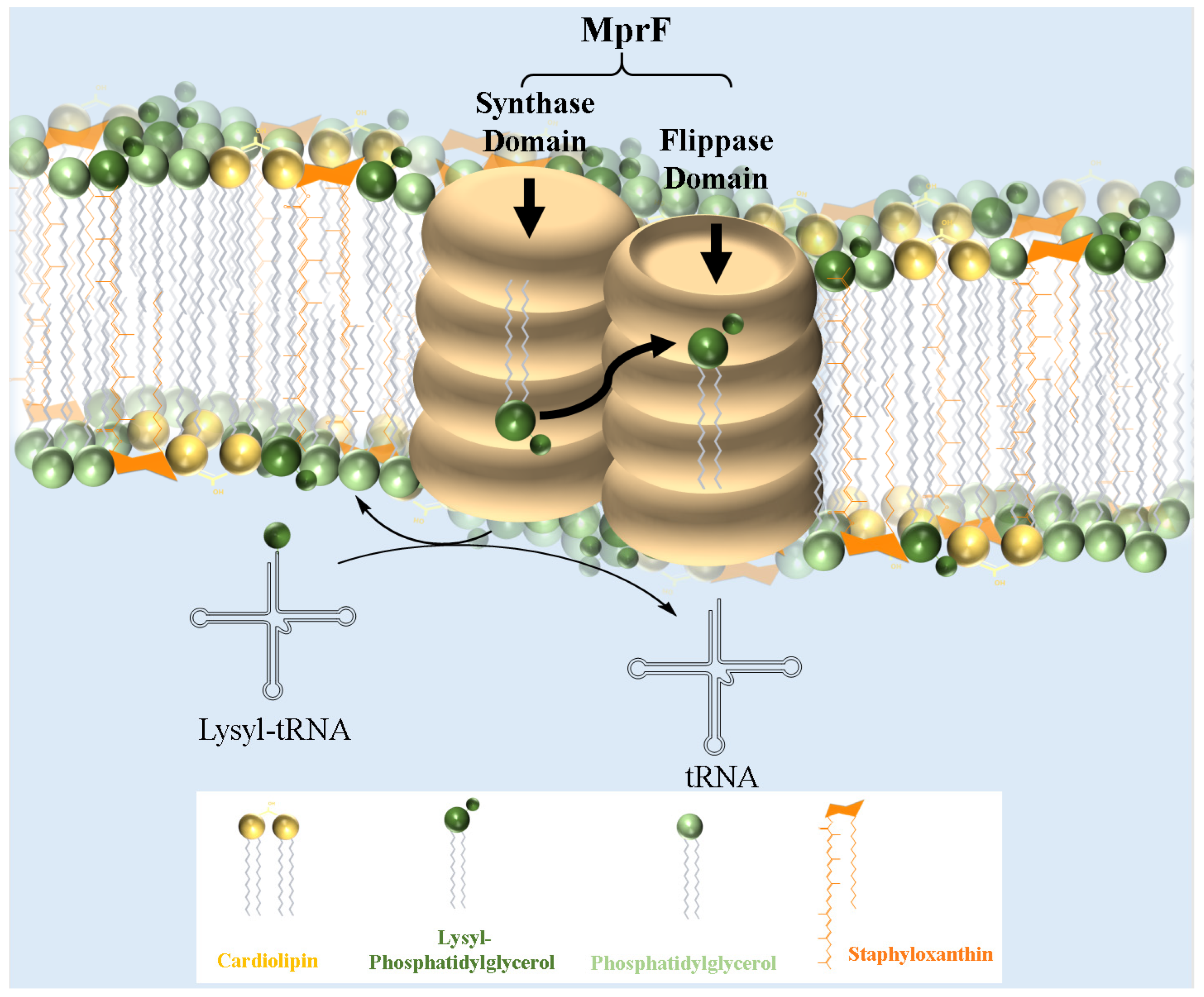 Antibiotics 14 00349 g002 Antibiotics 14 00349 g002