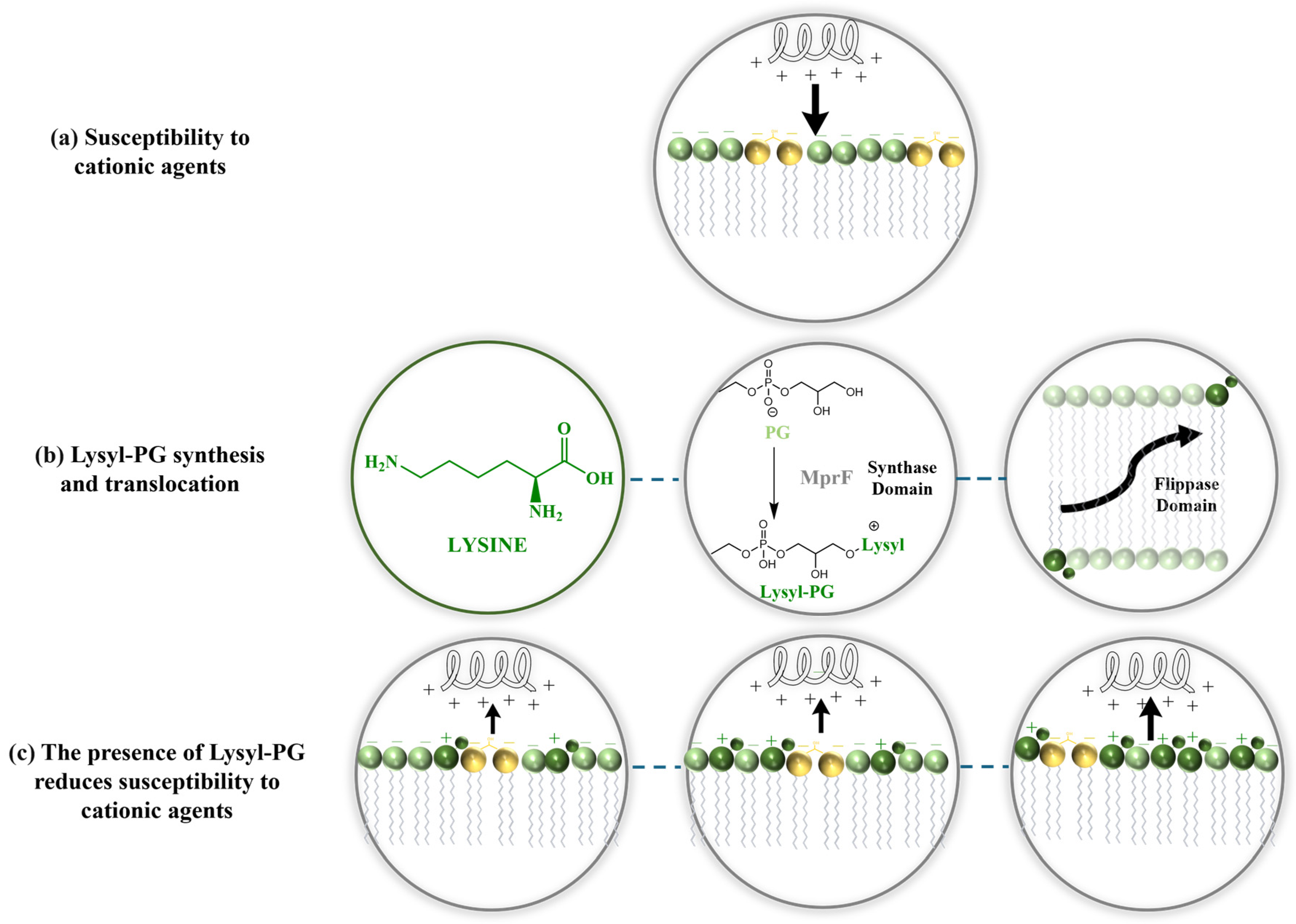 Antibiotics 14 00349 g003 Antibiotics 14 00349 g003