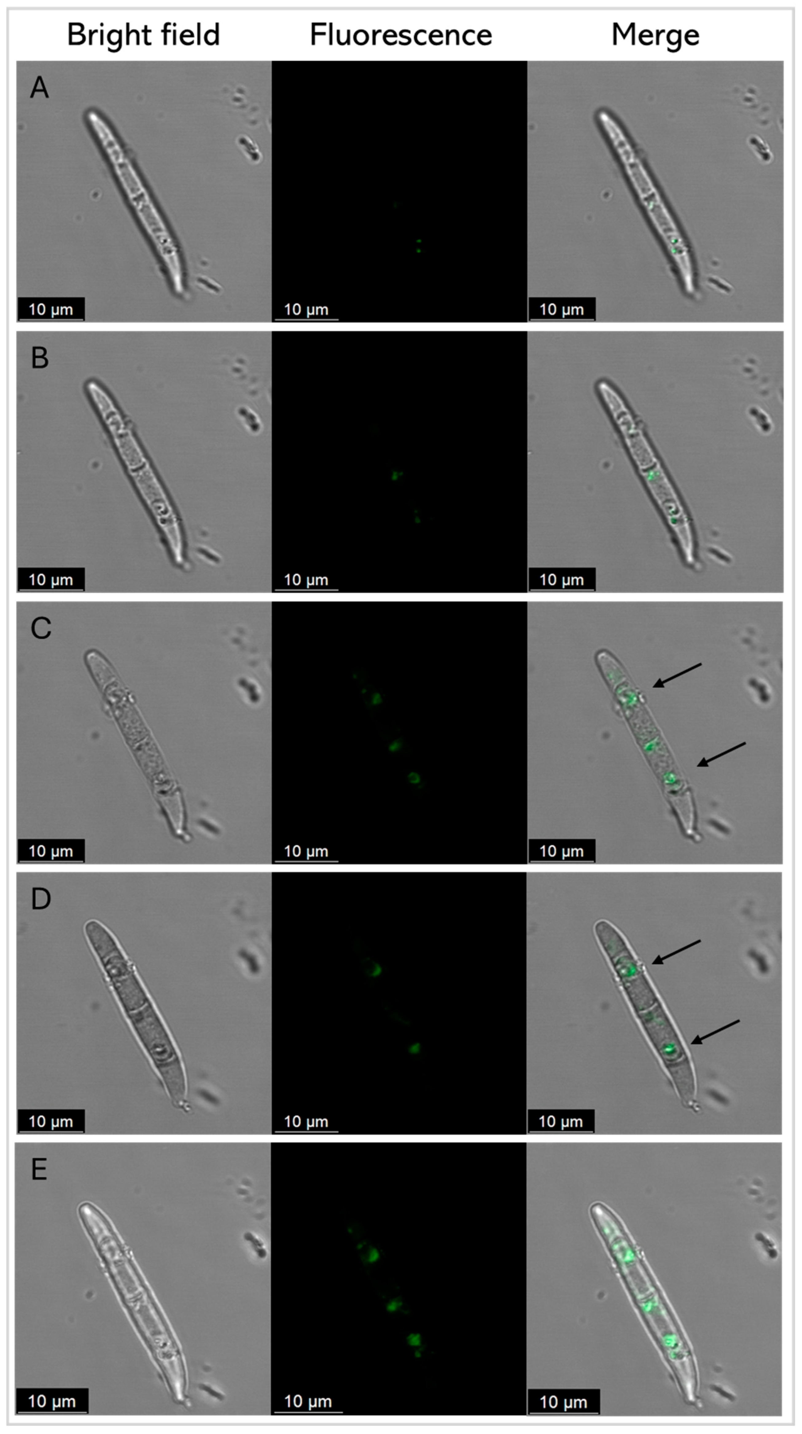 Antibiotics 14 00430 g008