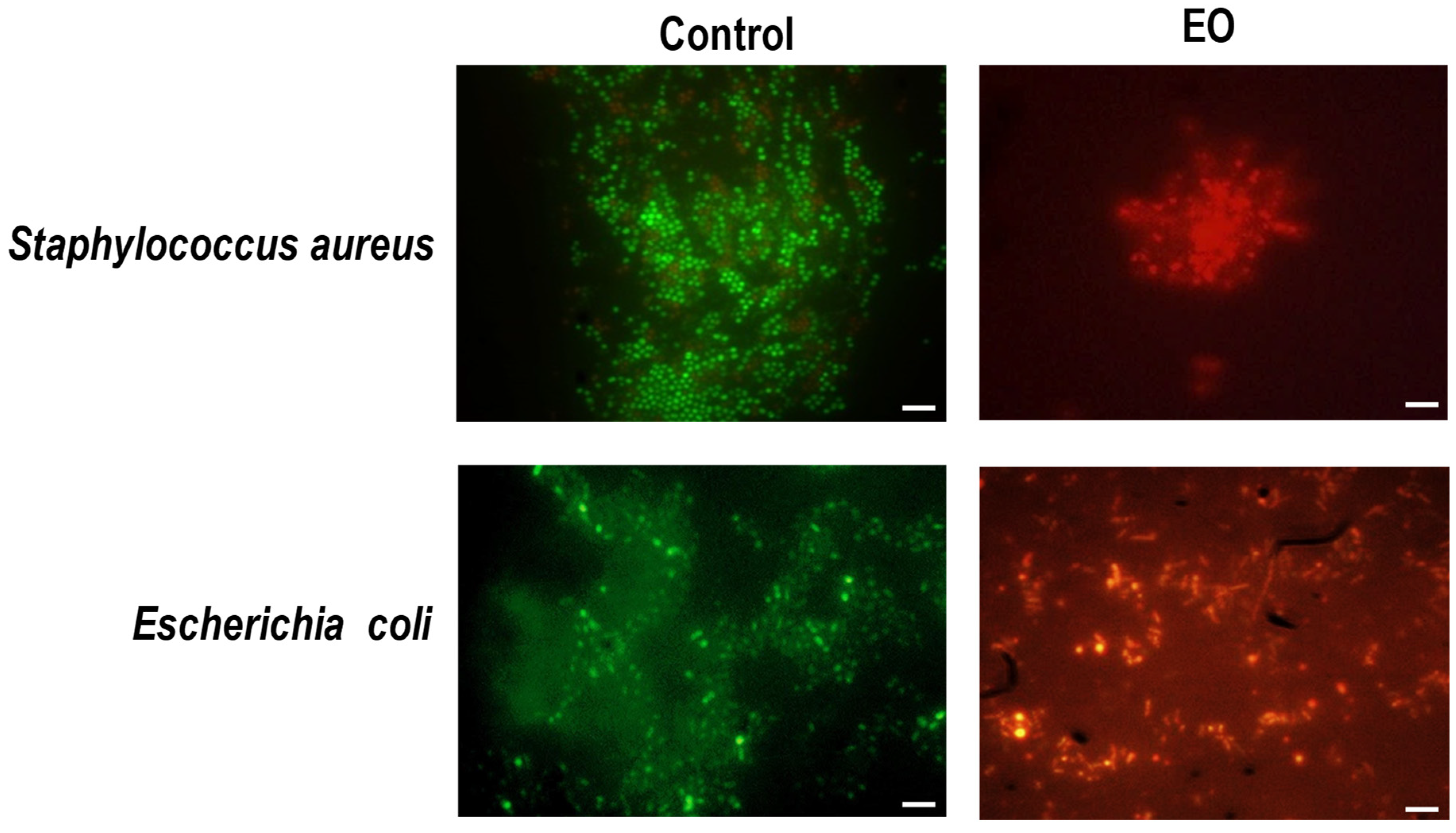 Antibiotics 14 00632 g003