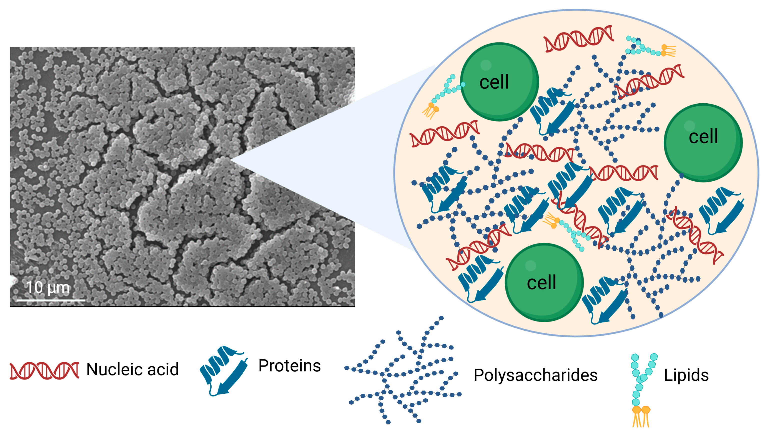 Antibiotics 14 00802 g003 Antibiotics 14 00802 g003