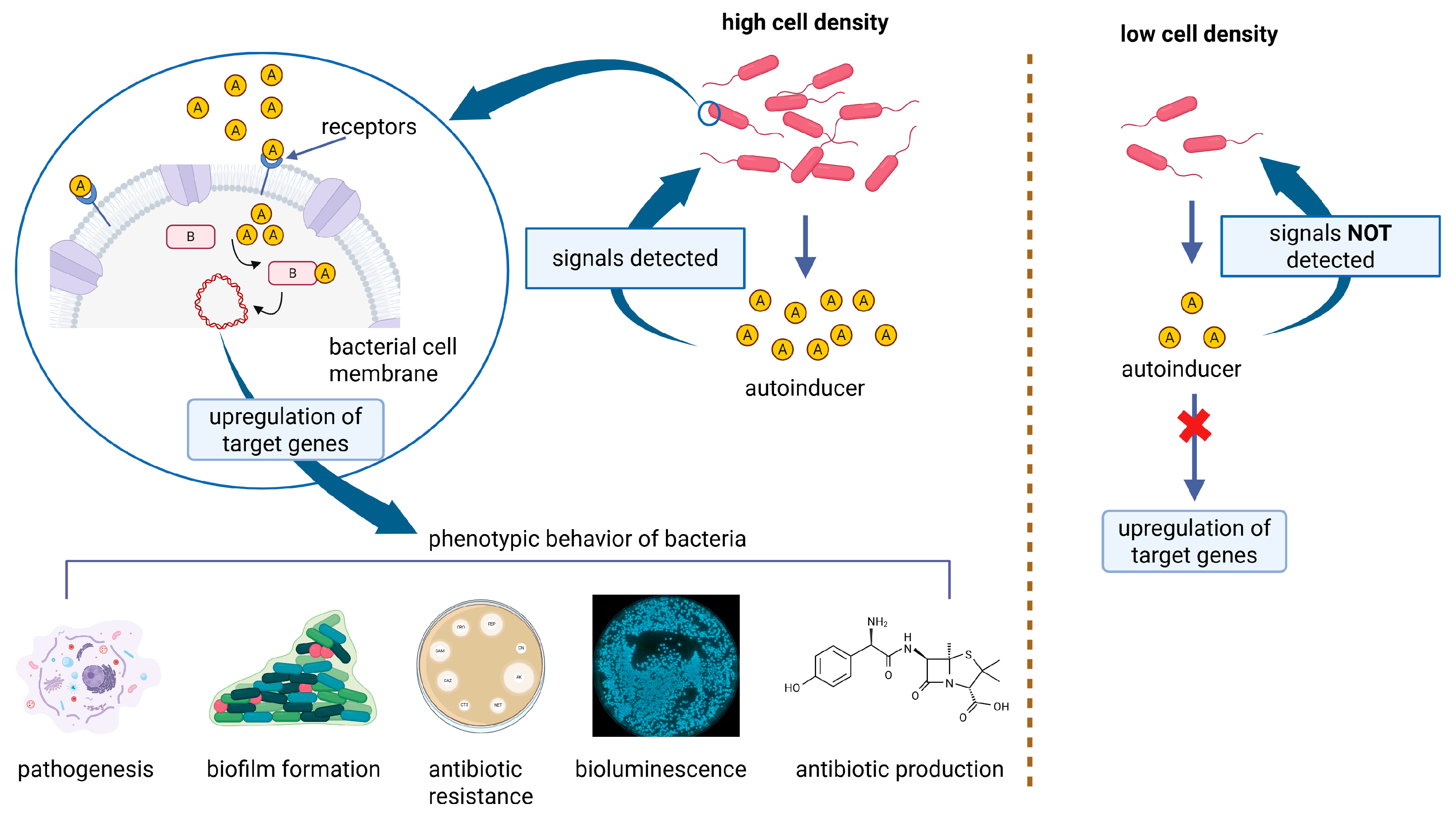 Antibiotics 14 00802 g004 Antibiotics 14 00802 g004