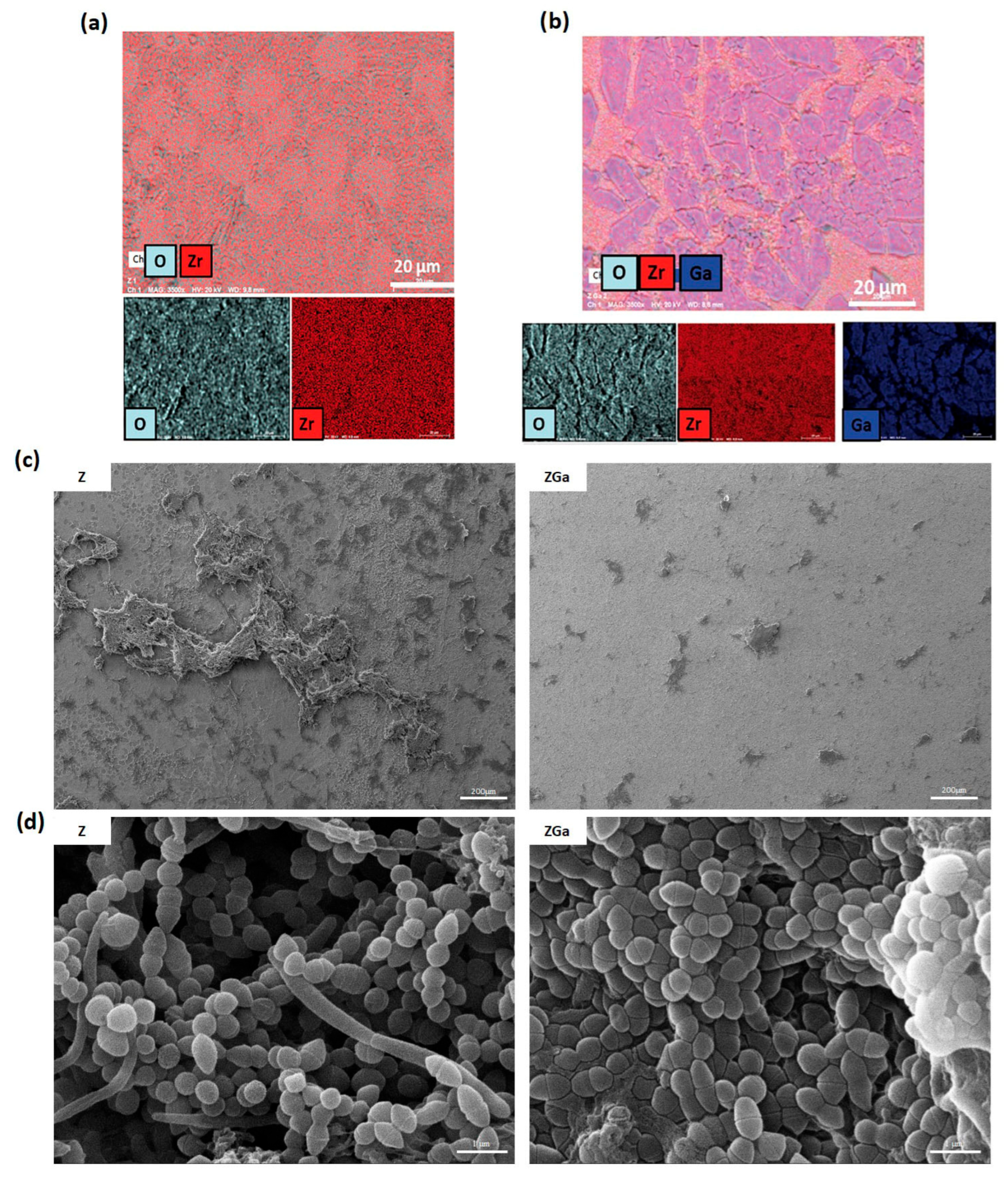 Antibiotics 14 00802 g005 Antibiotics 14 00802 g005