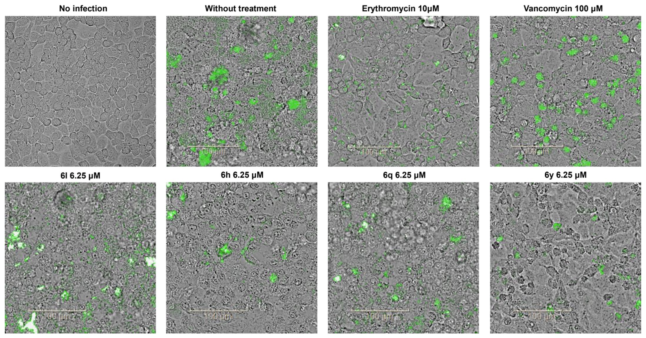 Antibiotics 14 00967 g005 Antibiotics 14 00967 g005