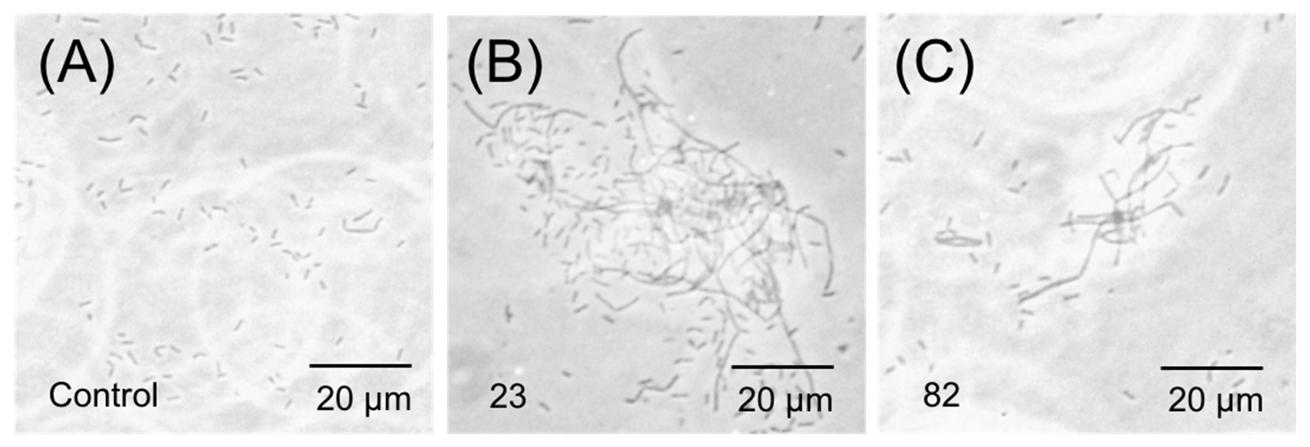 Antibiotics 14 01014 g006 Antibiotics 14 01014 g006