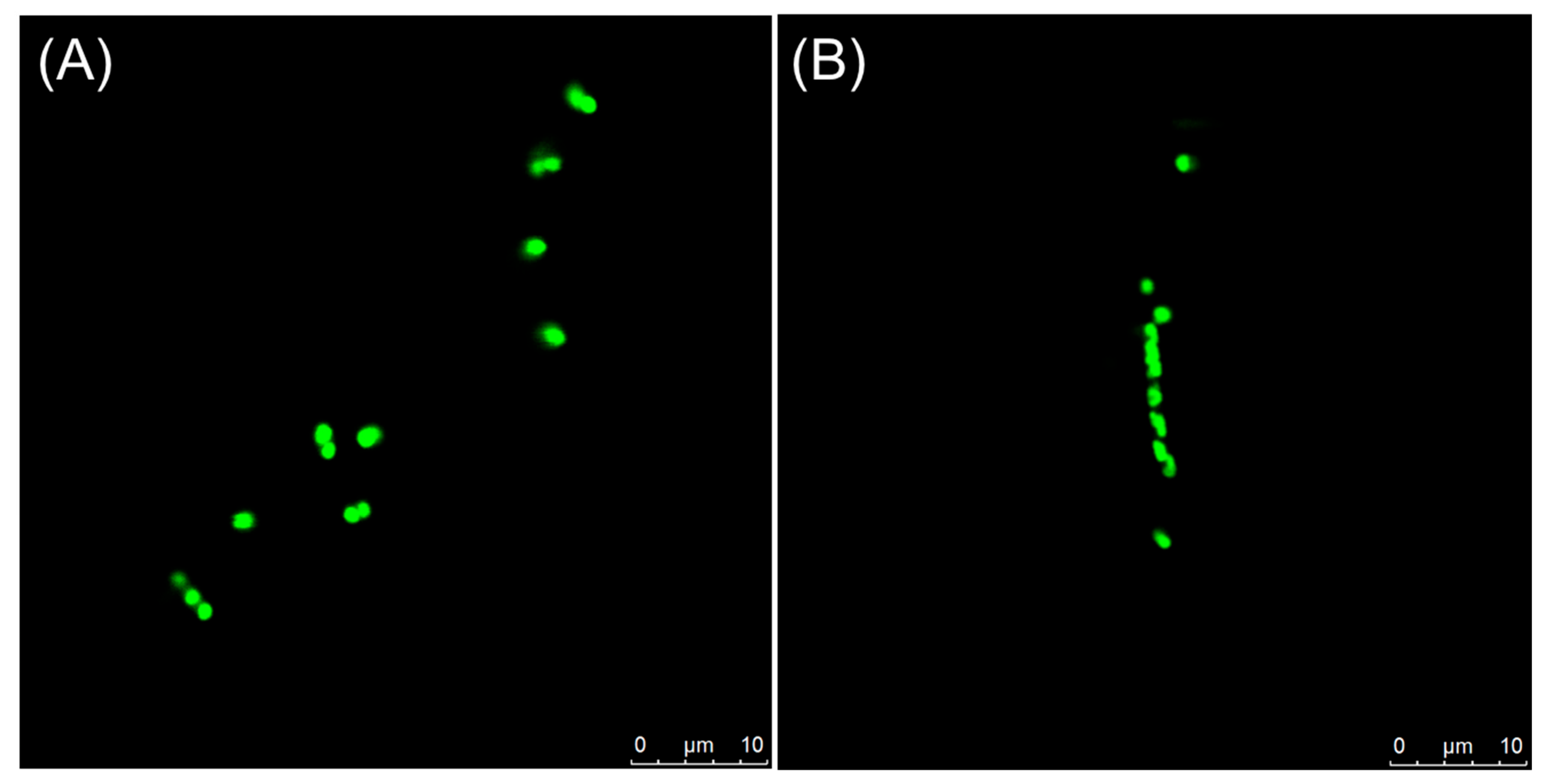 Antibiotics 14 01014 g007 Antibiotics 14 01014 g007